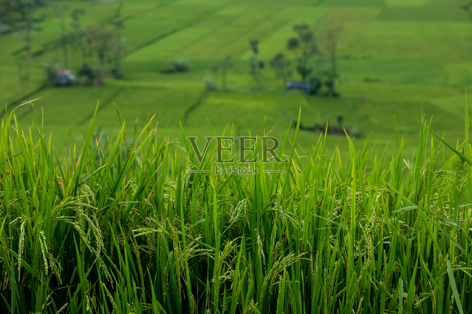 稻田植物照片摄影图片