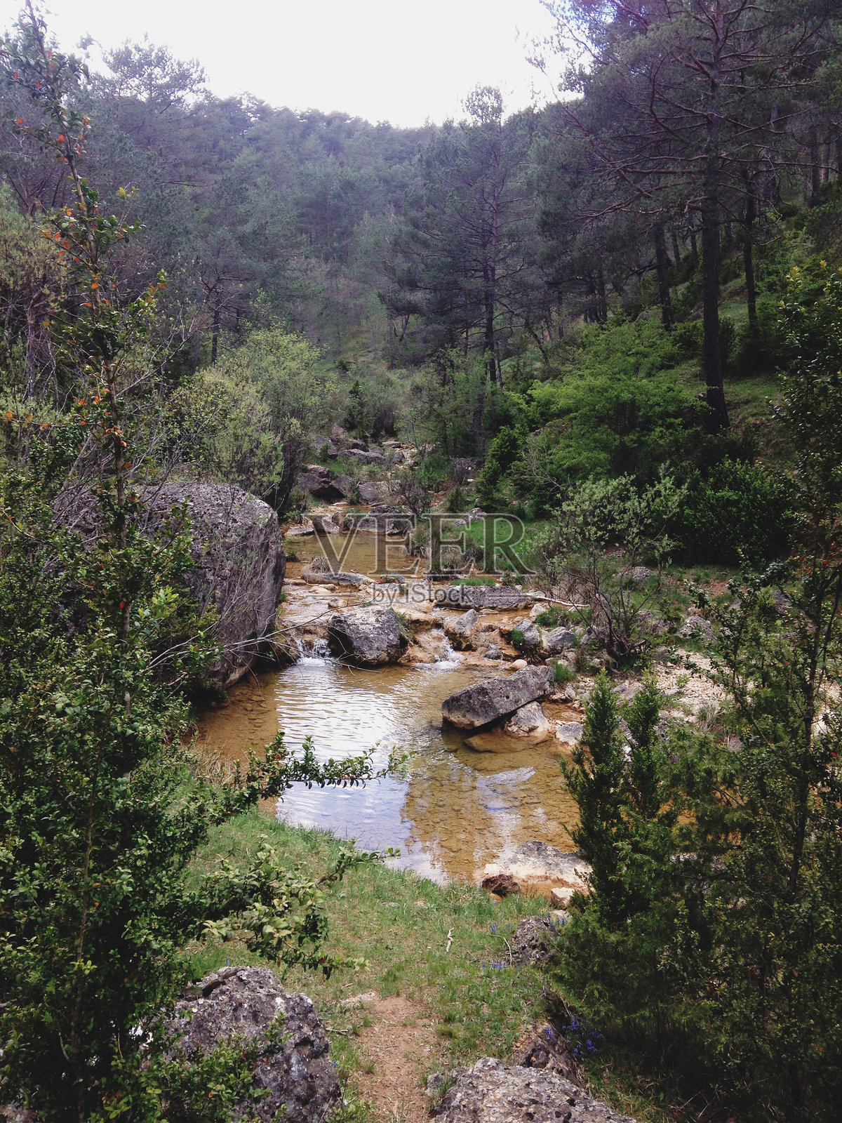 森林的美丽景色照片摄影图片