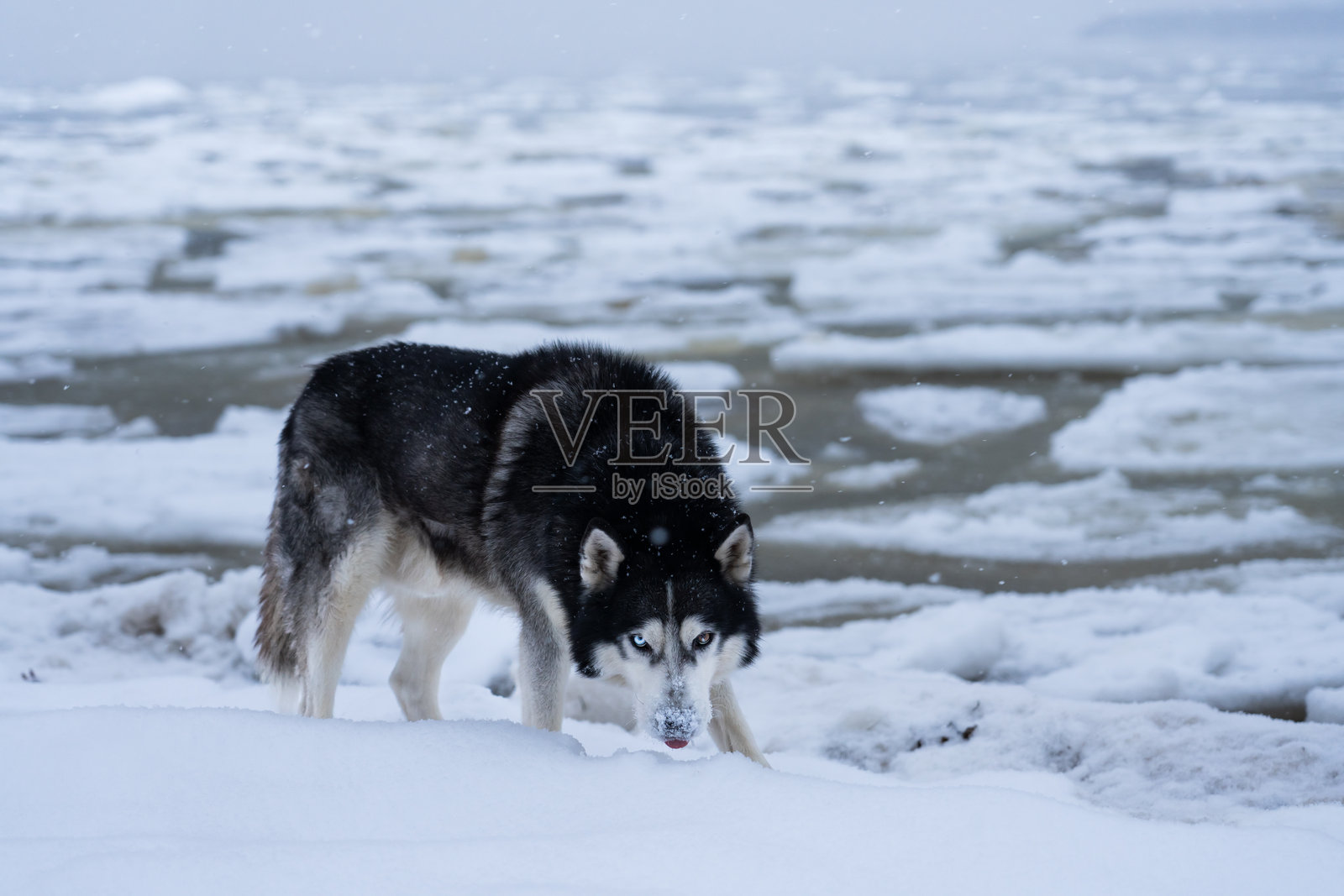 一只大型西伯利亚哈士奇犬在冰冻海面上的冰块附近，冬季傍晚。照片摄影图片