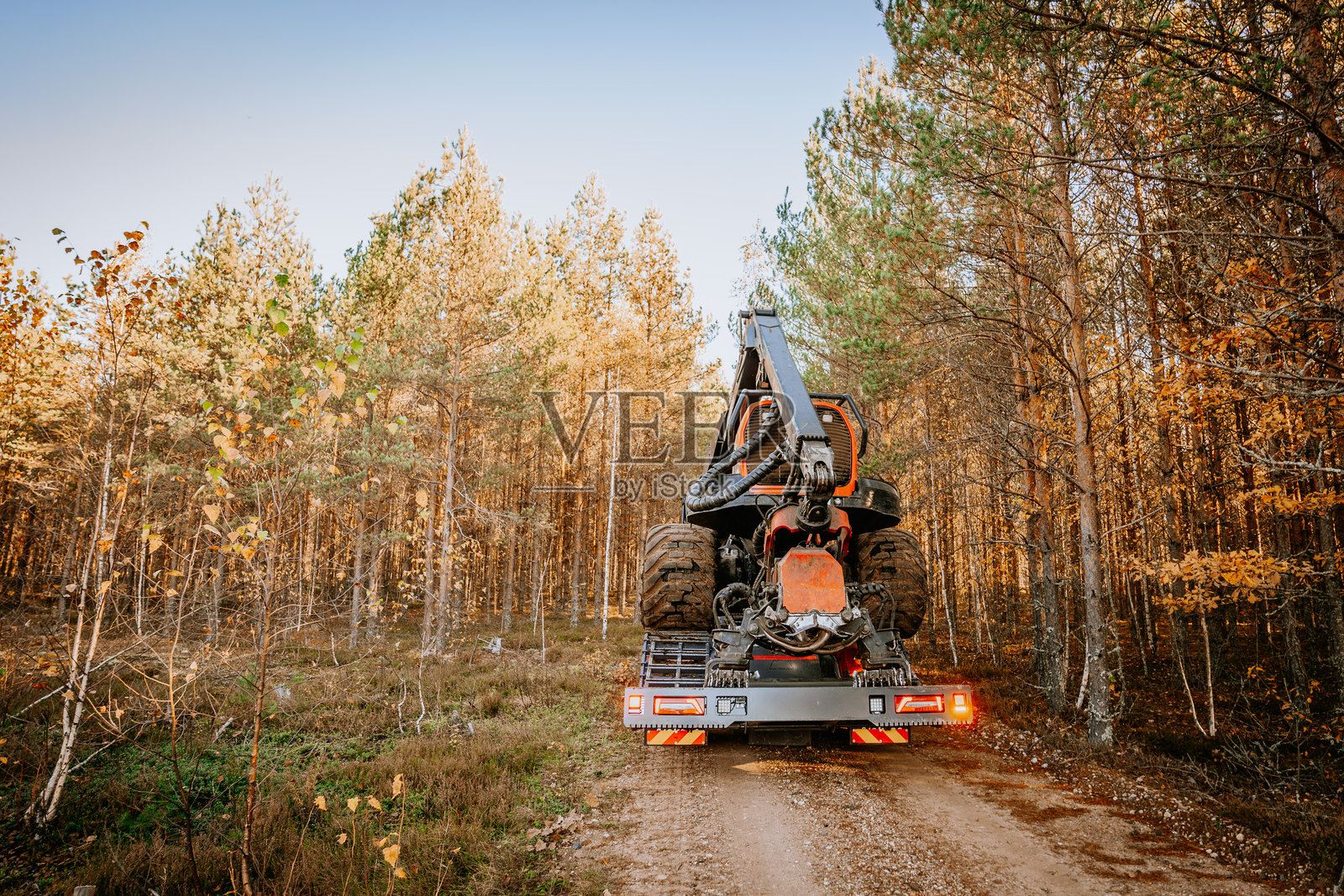 一辆拖车上的收割机在森林土路上被拖行。场景设定在高大的树木和秋季树叶下，天空晴朗。照片摄影图片