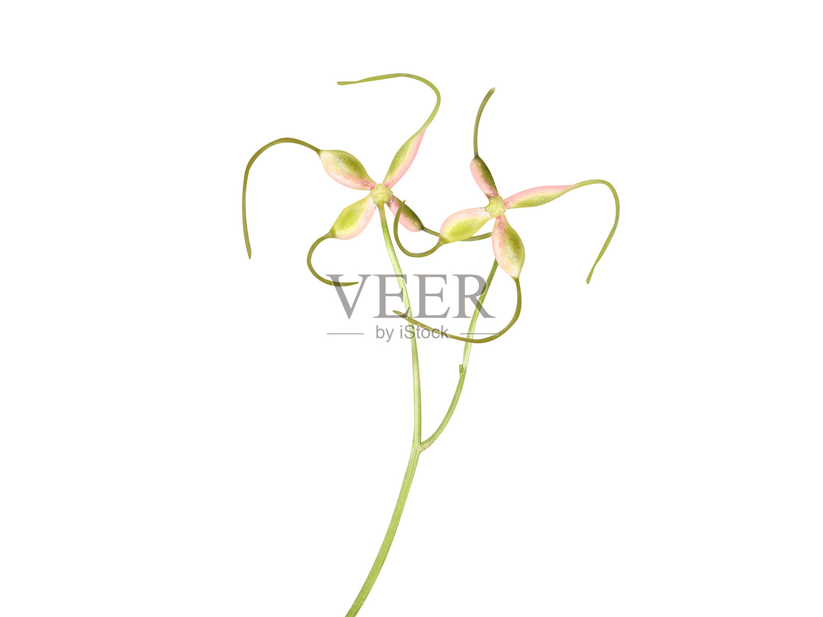 铁线莲或铁线莲果实照片摄影图片