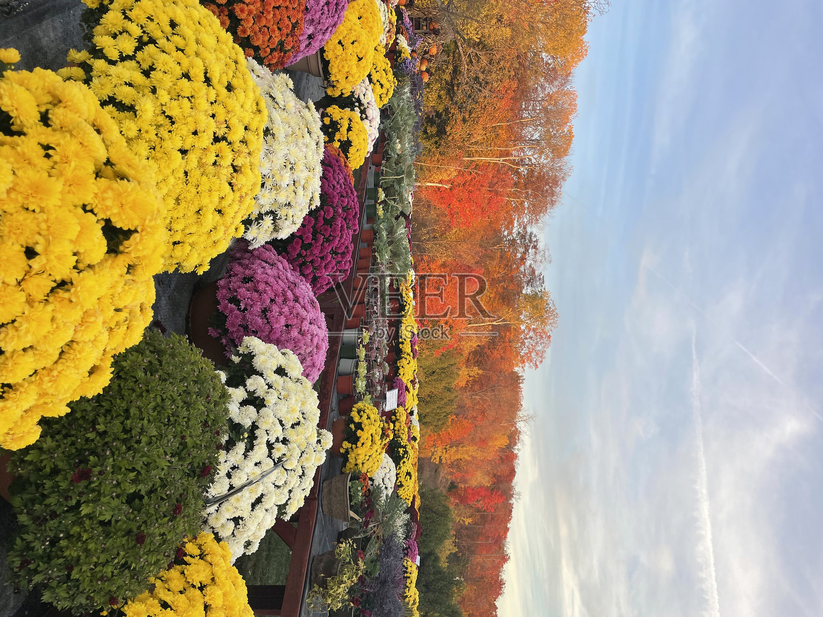 秋天的花朵与树木照片摄影图片
