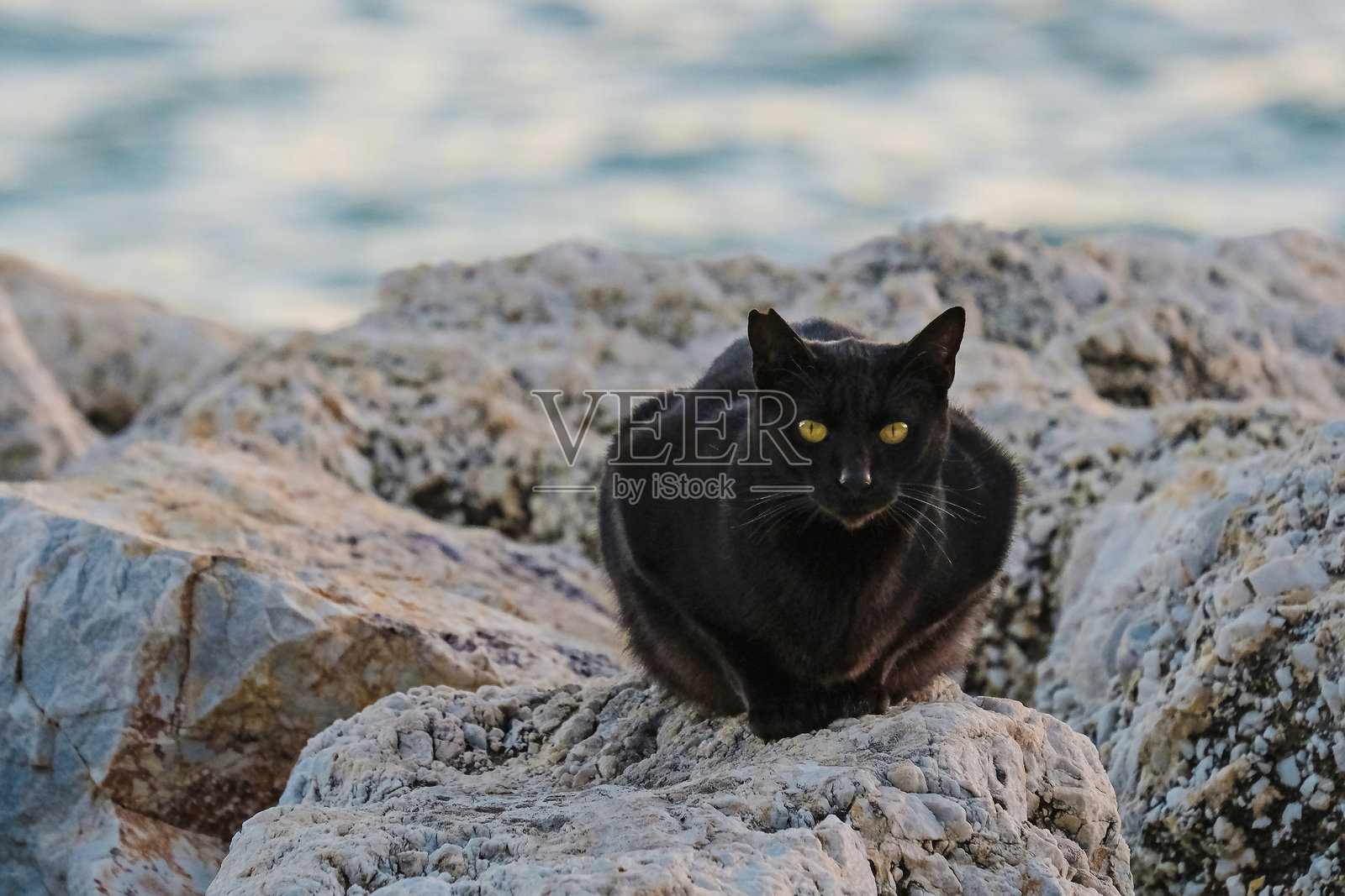 坐在岩石上的黑猫肖像照片摄影图片