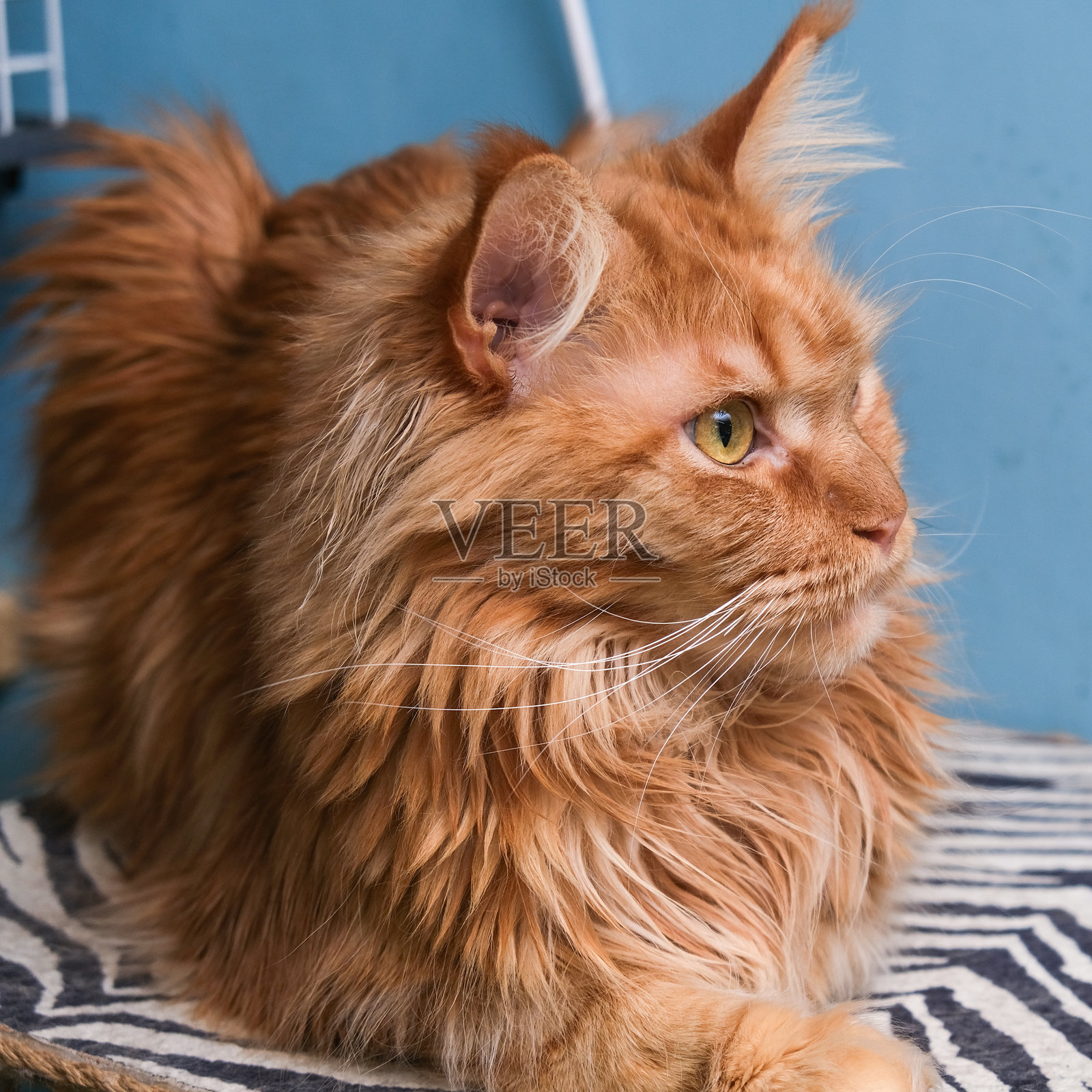 可爱美丽的毛茸茸的纯种缅因猫，红色的大型家猫照片摄影图片