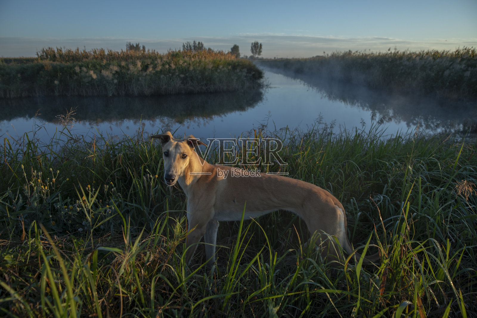 早晨阳光下的格雷哈OUND犬照片摄影图片