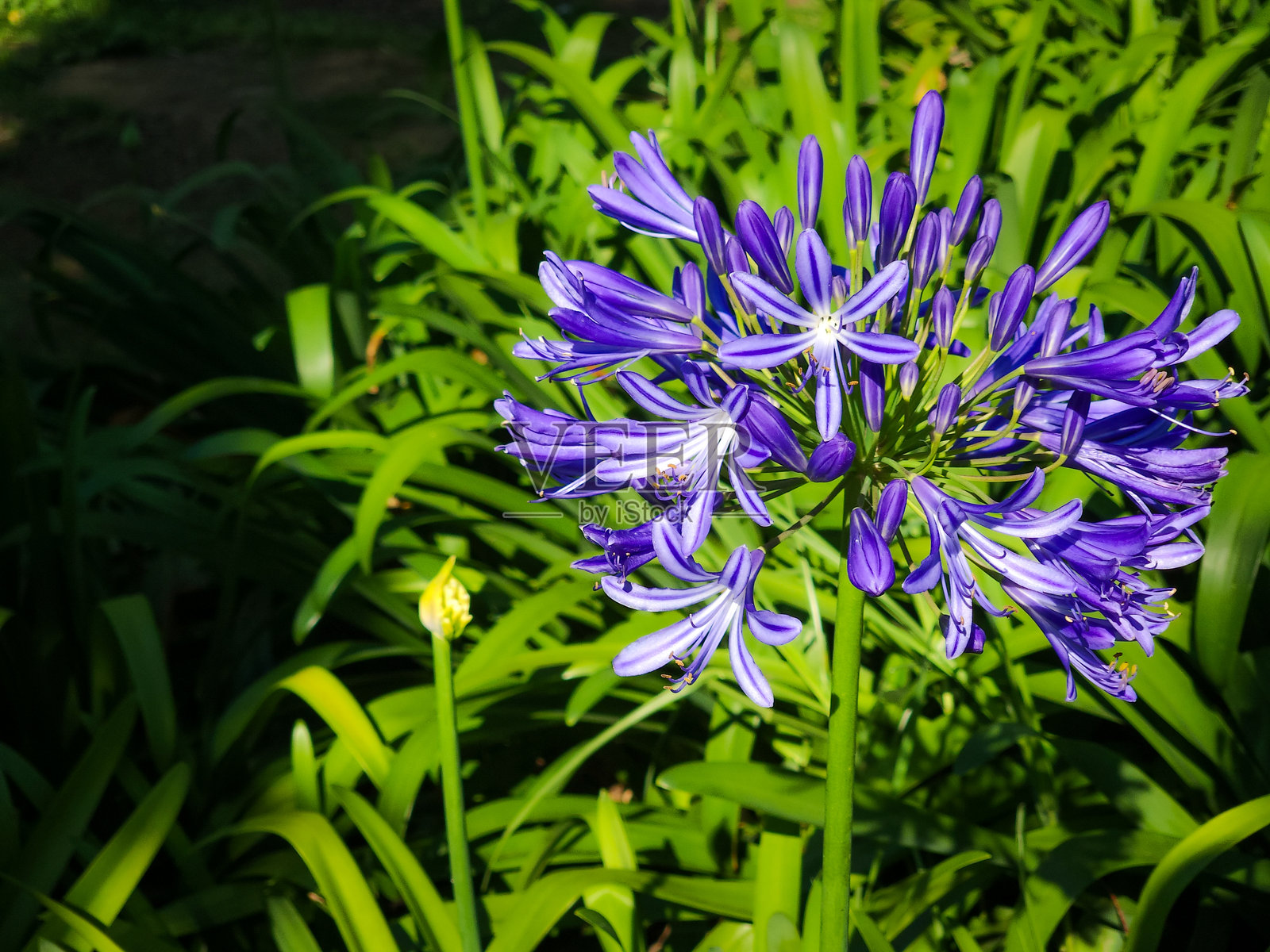 蓝色的非洲百合在夏季盛开，适合用于观赏花园。照片摄影图片
