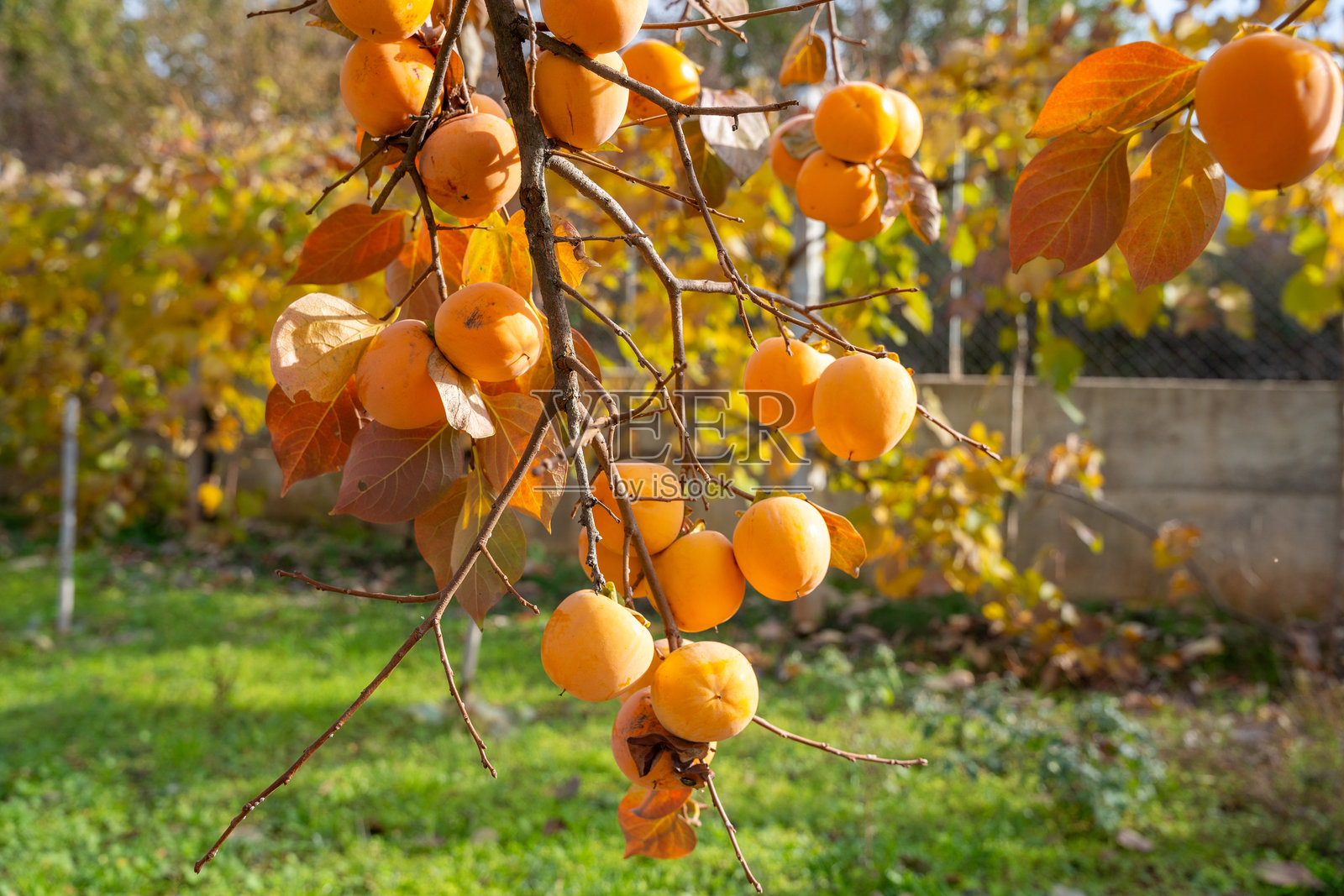 阳光明媚的果园里，树枝上挂满了成熟的柿子，周围是郁郁葱葱的绿草。照片摄影图片