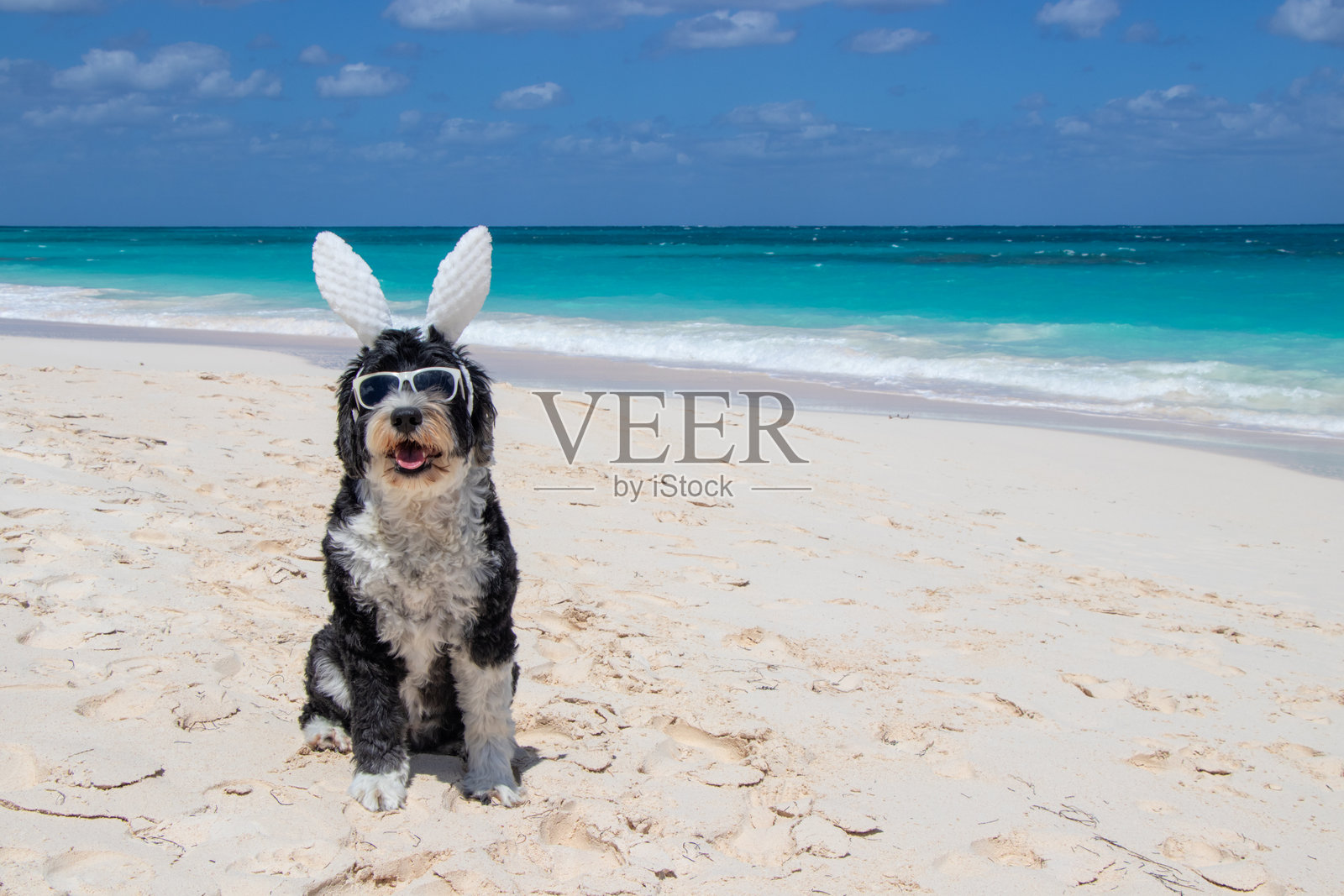 海滩上的狗戴着复活节兔耳朵照片摄影图片