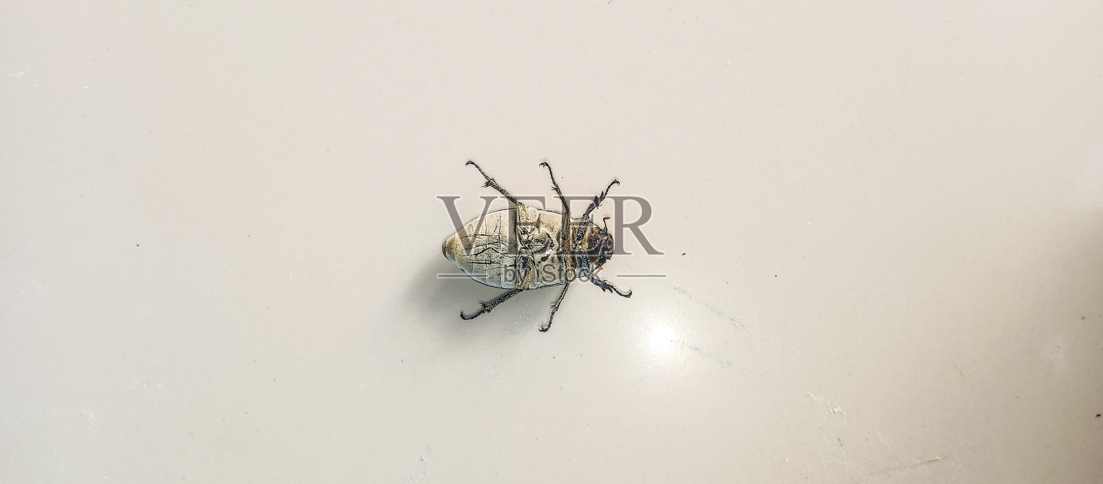 梅洛隆虫亚科昆虫，白色背景照片摄影图片