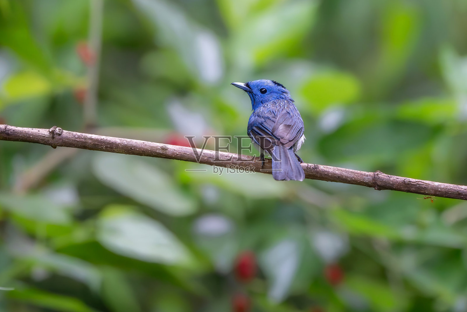 野生鸟类照片摄影图片