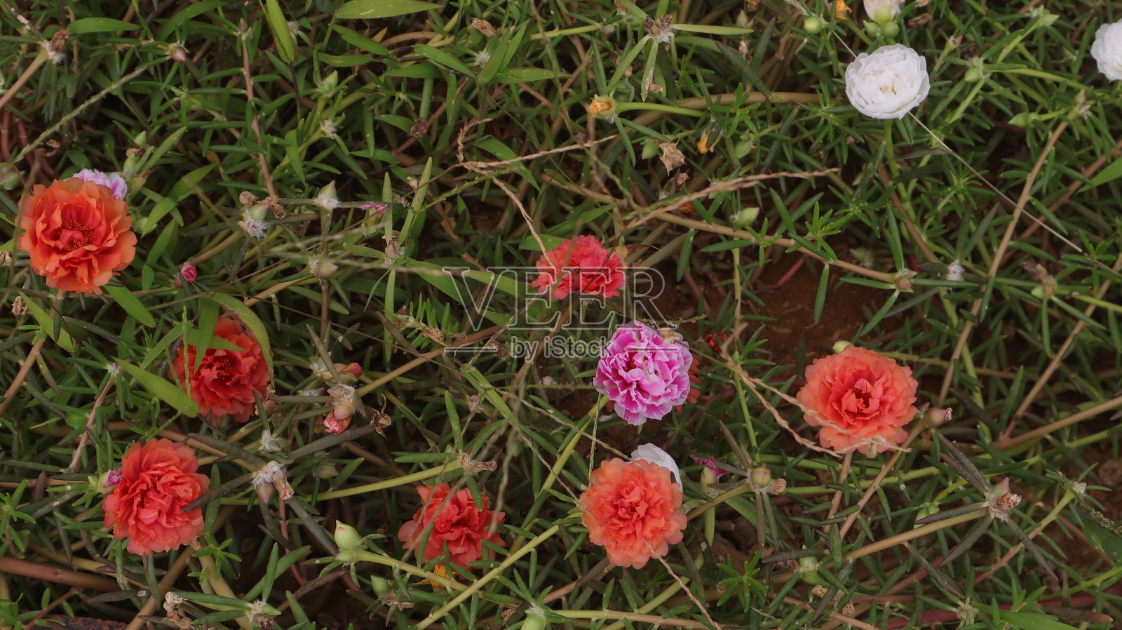 花园里的花朵照片摄影图片