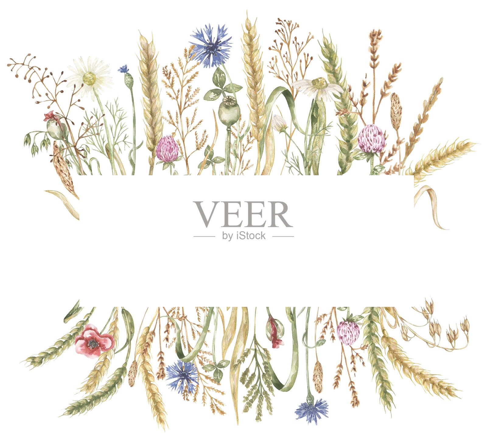 水彩细腻的草地花卉和小麦框架插图，手绘田野植物边框，野花排列照片摄影图片