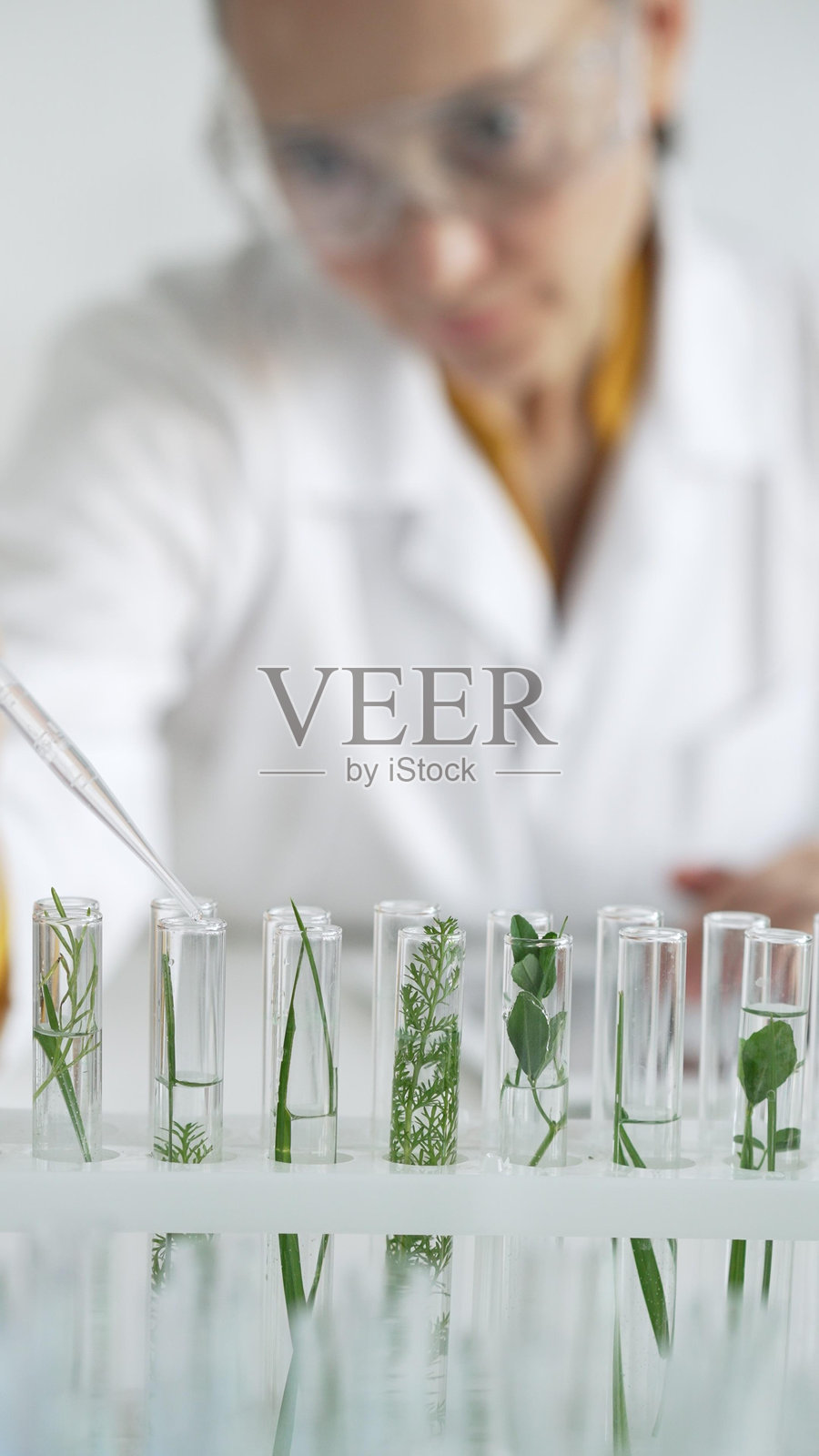 穿着实验室外套的女科学家正在用移液管将液体滴入一个装有绿色植物的试管中，垂直特写视角。科学和医学概念照片摄影图片