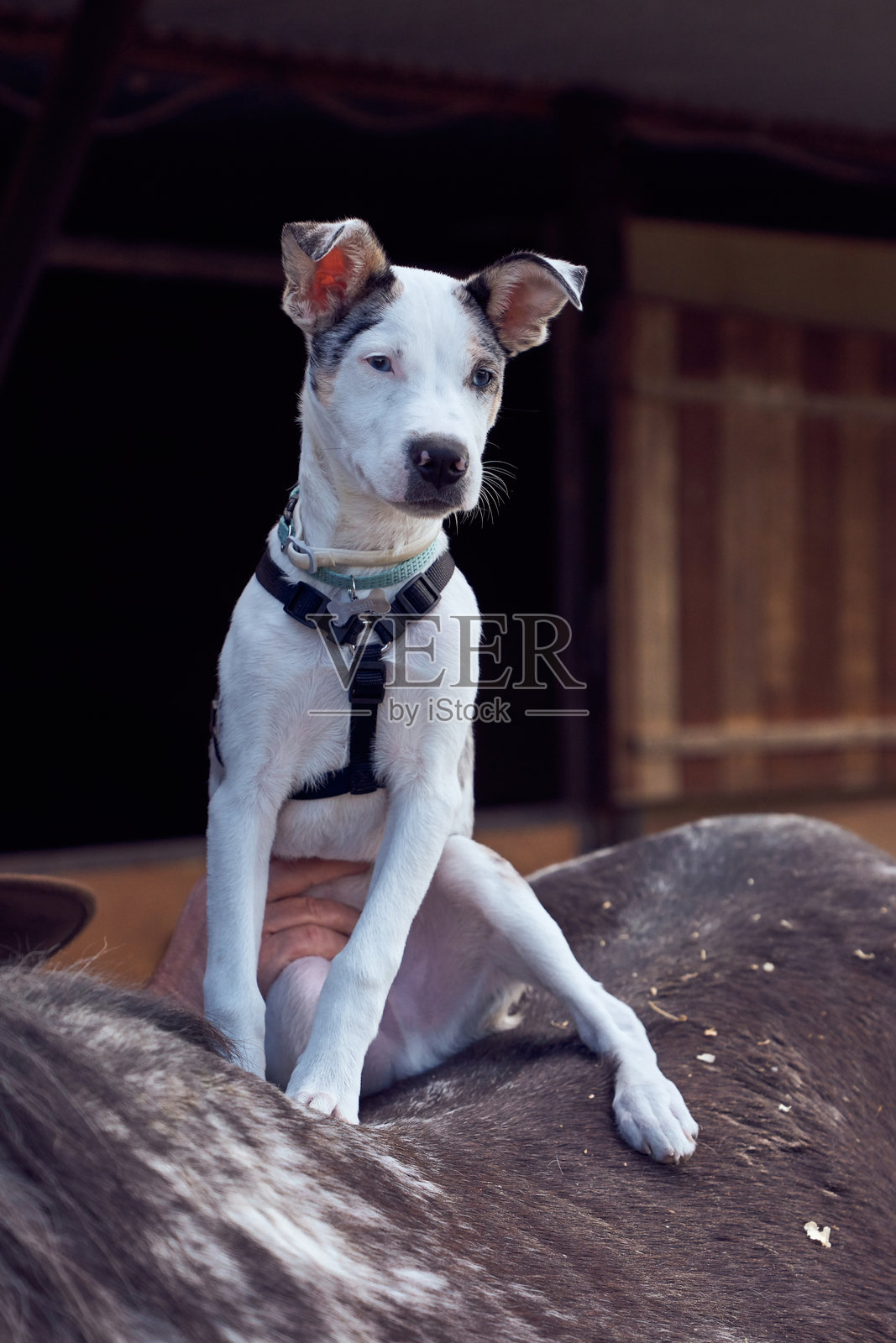 边境牧羊犬小狗坐在马背上，注视着它的主人。照片摄影图片