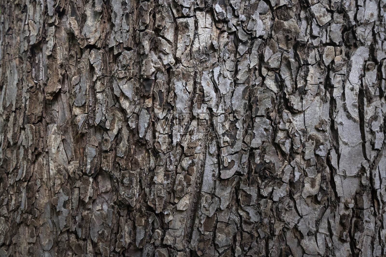 树皮，结构背景。照片摄影图片
