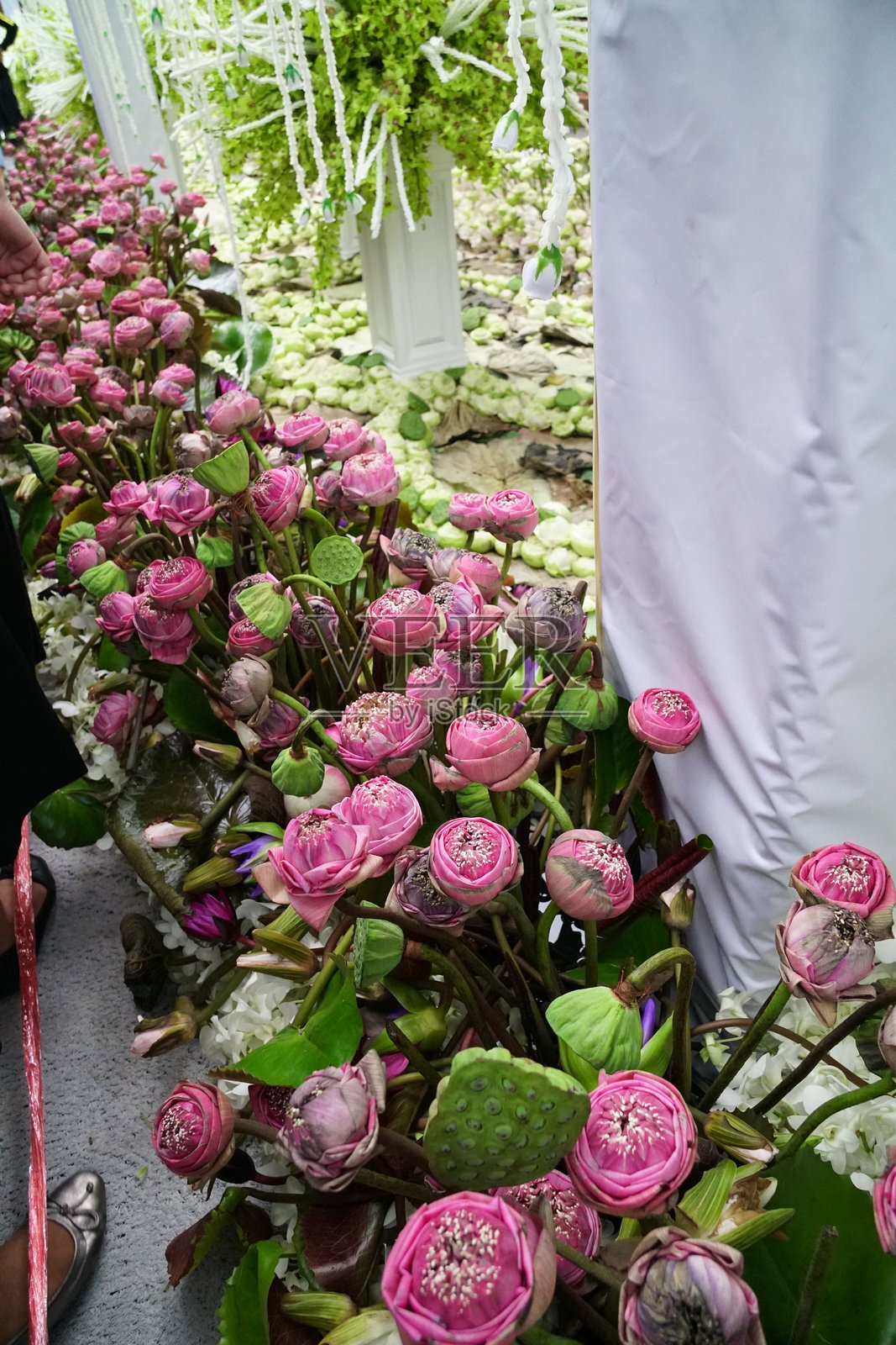粉色花朵特写照片摄影图片