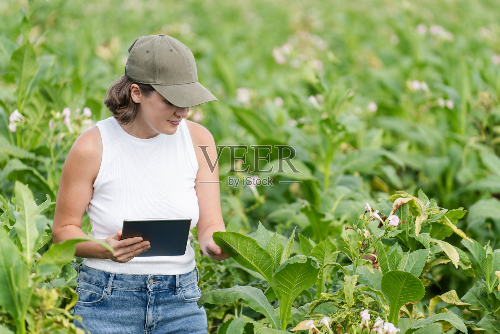 女性农民在烟草田中使用数字平板电脑。照片摄影图片