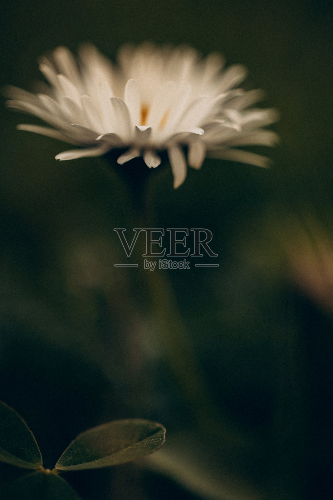 单朵花照片摄影图片