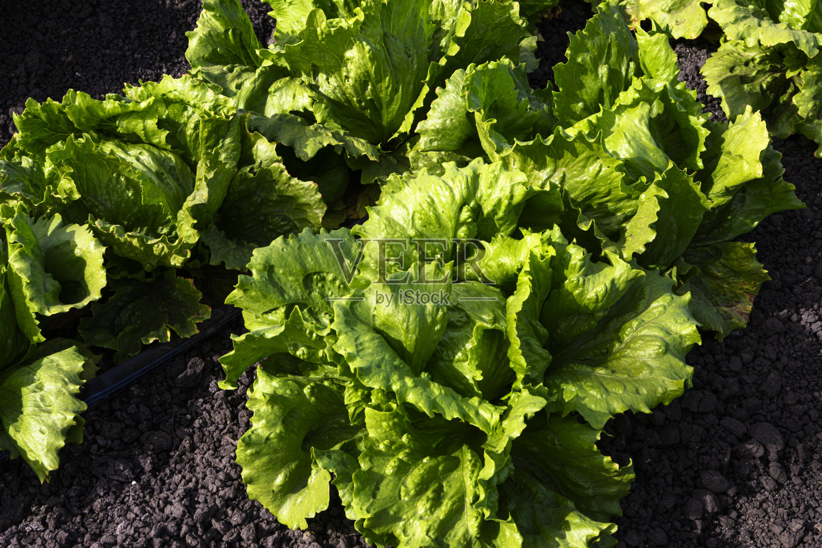 农场上生长的生菜特写照片摄影图片