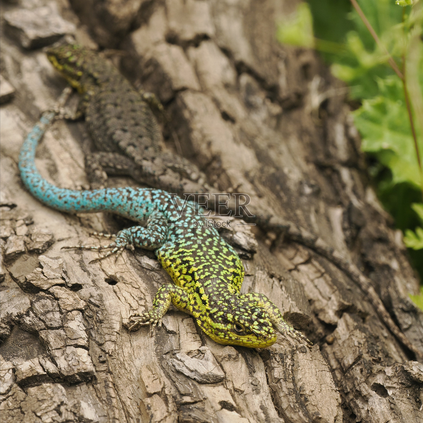 一只成年细长树蜥蜴栖息在智利乡村的一根大树干上照片摄影图片