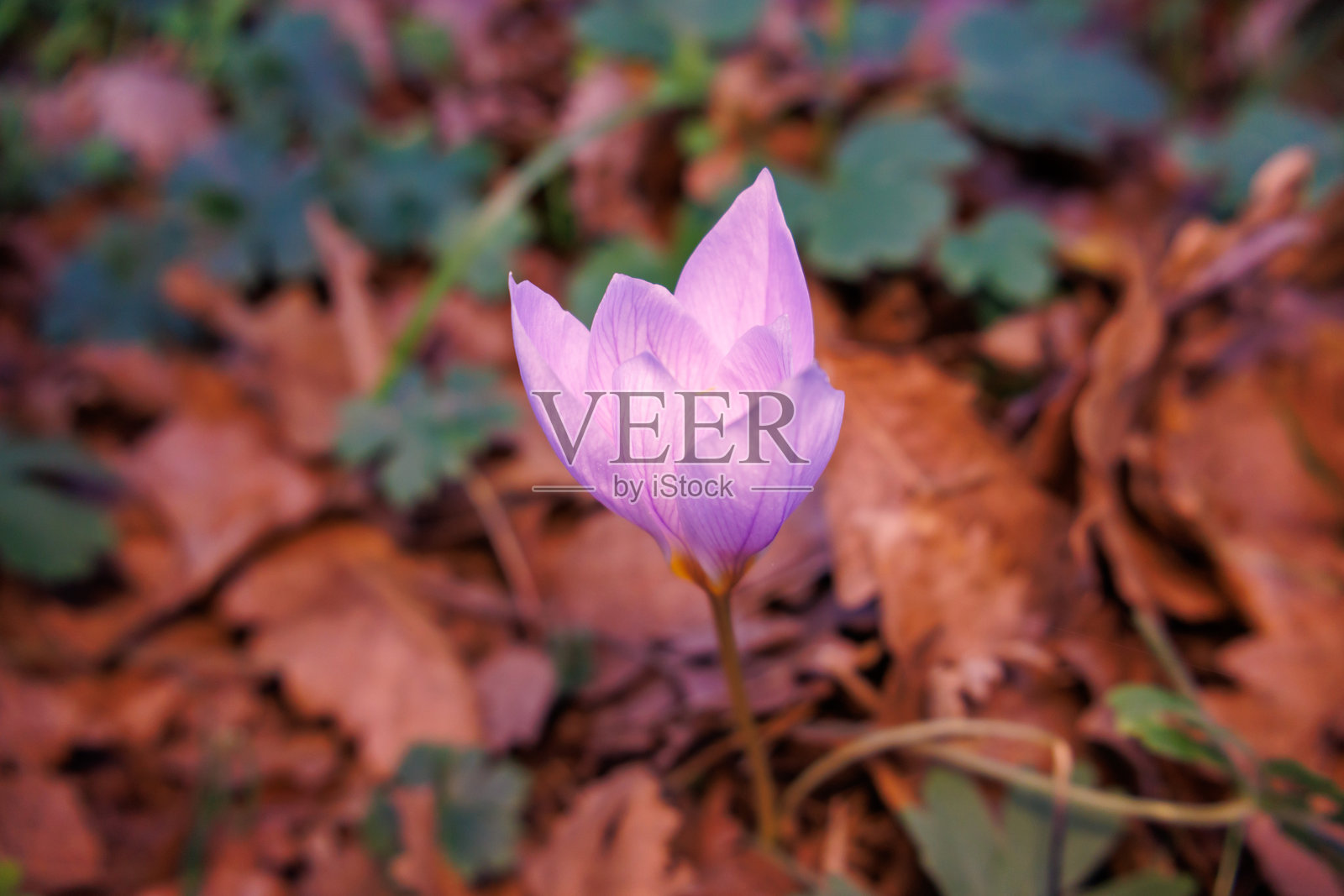 紫色番红花照片摄影图片