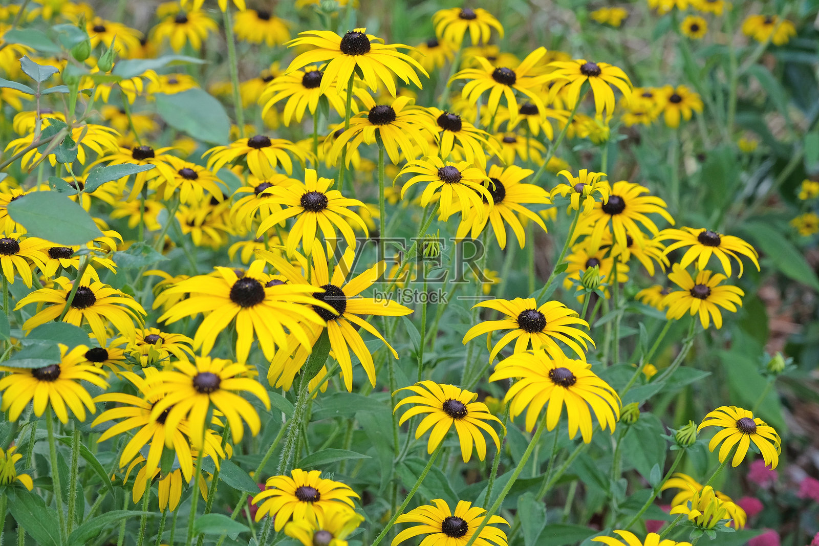 黄花黑眼苏珊（Rudbeckia Goldsturm），也被称为光辉雏菊或黄牛眼花。照片摄影图片