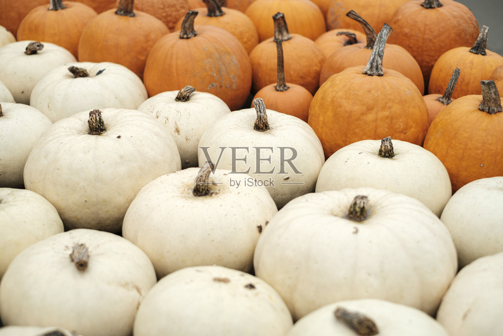 当地农贸市场上五彩斑斓的秋季白色和橙色南瓜丰收景象照片摄影图片