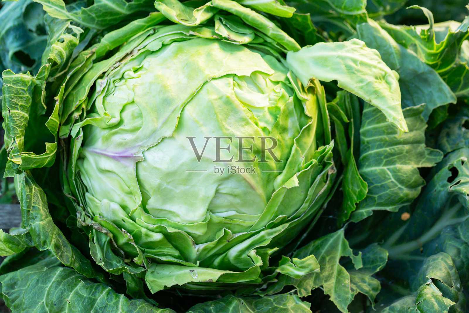 花园里的卷心菜，私人农场 - 绿色的栽培卷心菜。法国花园蔬菜特写照片摄影图片