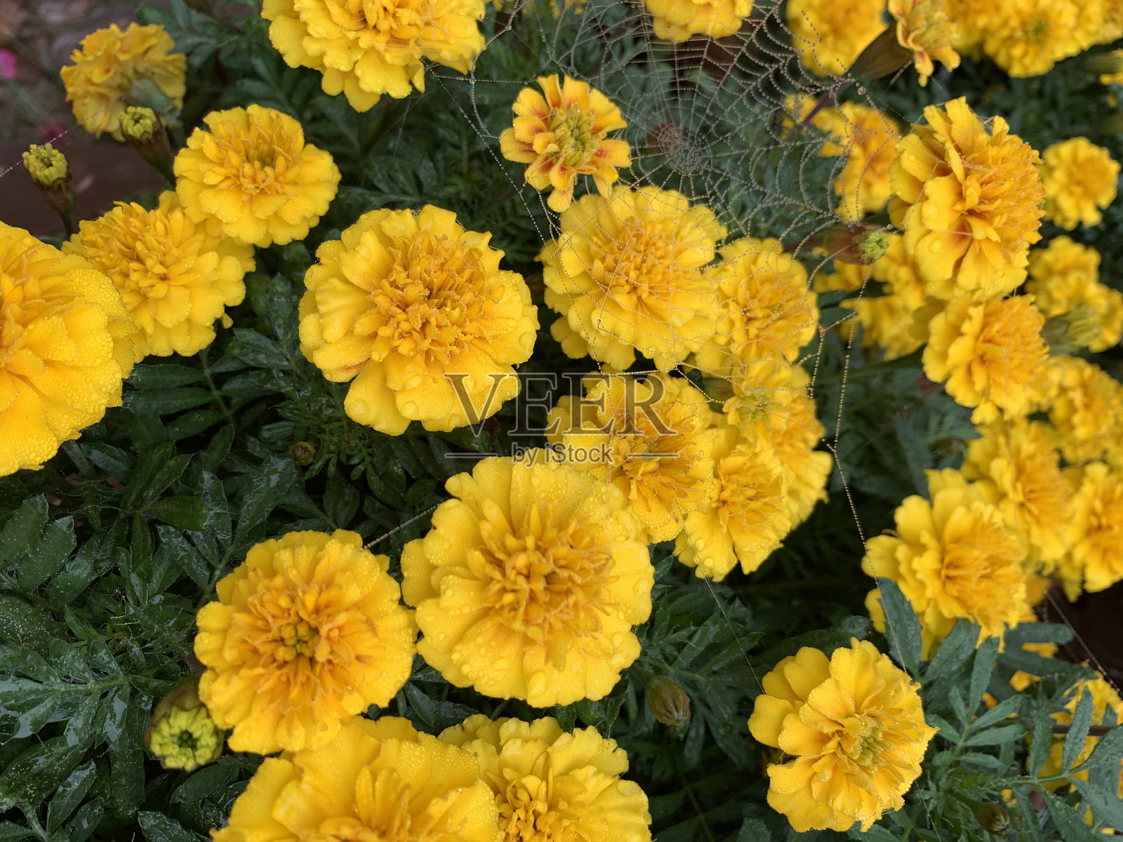 金盏花照片摄影图片