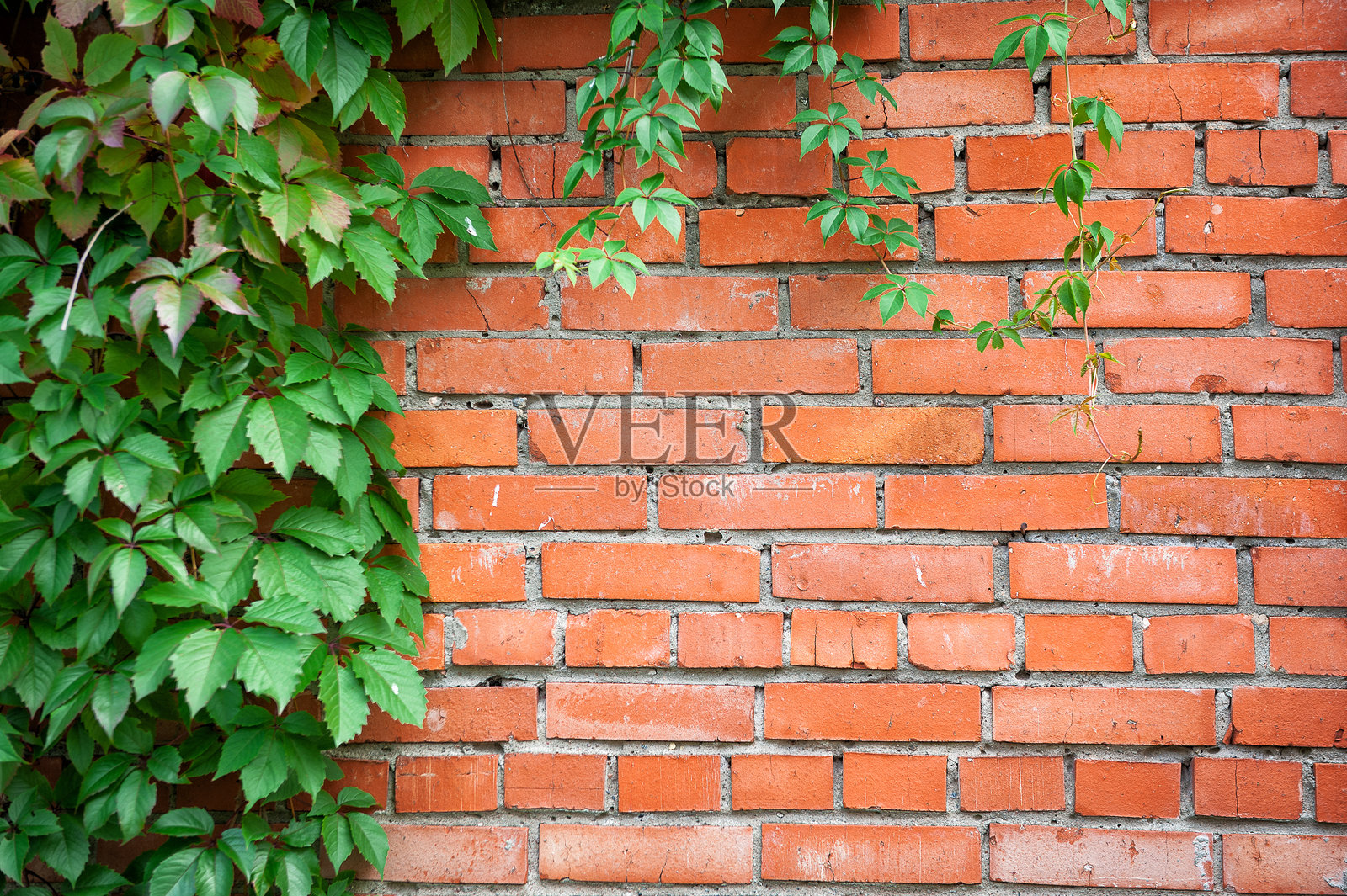 绿色和红色的常春藤攀爬在城市户外环境中的古朴橙色砖墙上照片摄影图片