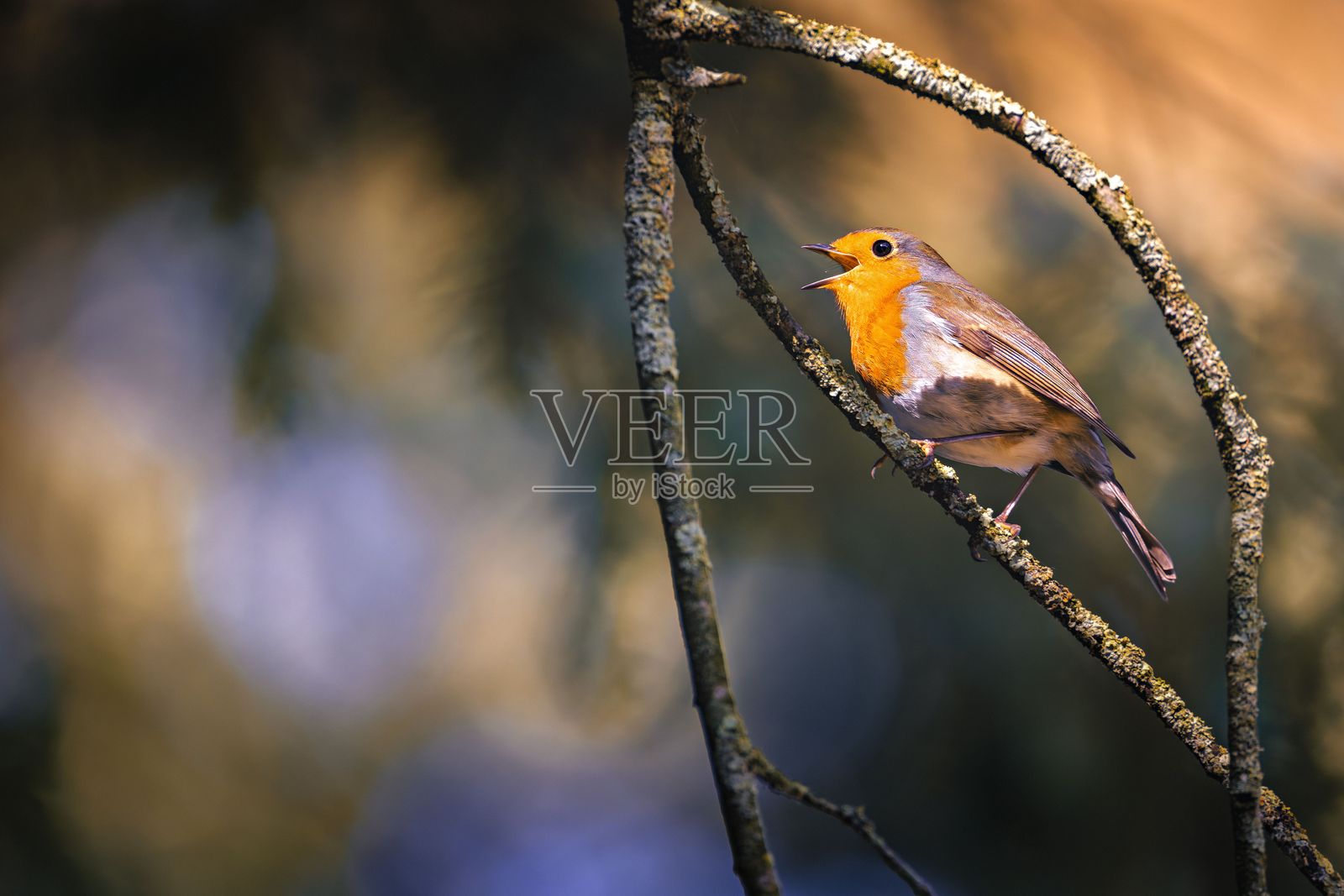 在宁静森林环境中栖息的知更鸟。照片摄影图片