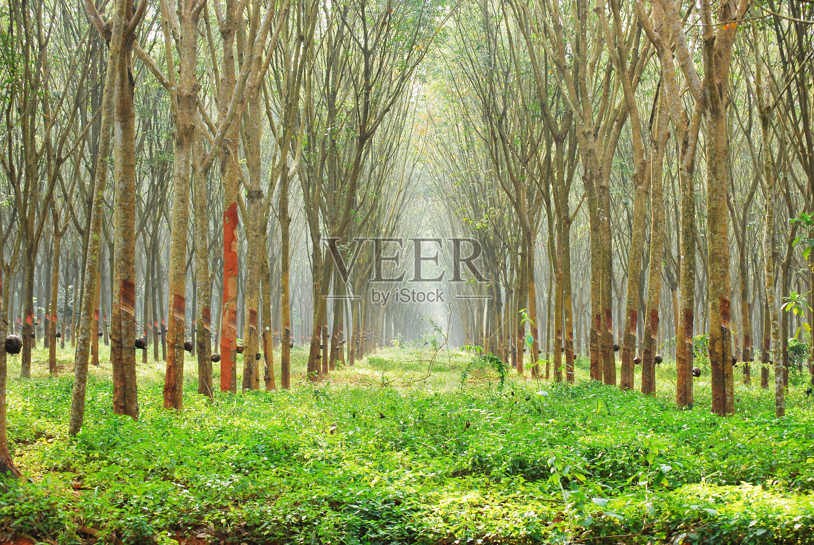 阳光明媚的早晨，金色阳光洒在热带树木和田野上。春季的金色黎明，树木的剪影映衬着山脉。乡村中可持续的风景草地，笼罩在薄雾森林之中。令人惊叹的绿色景观。照片摄影图片