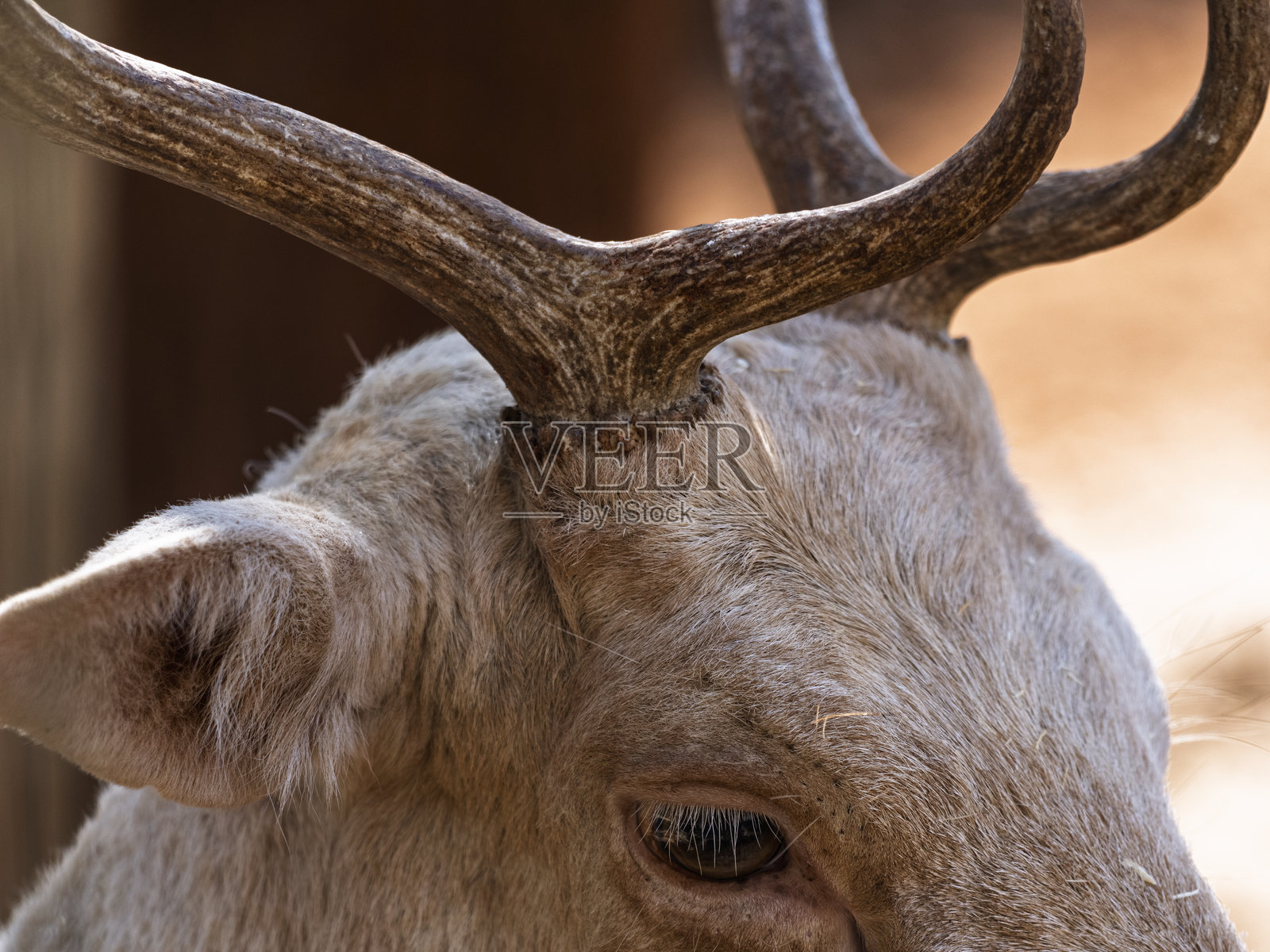 美丽鹿的肖像照片摄影图片