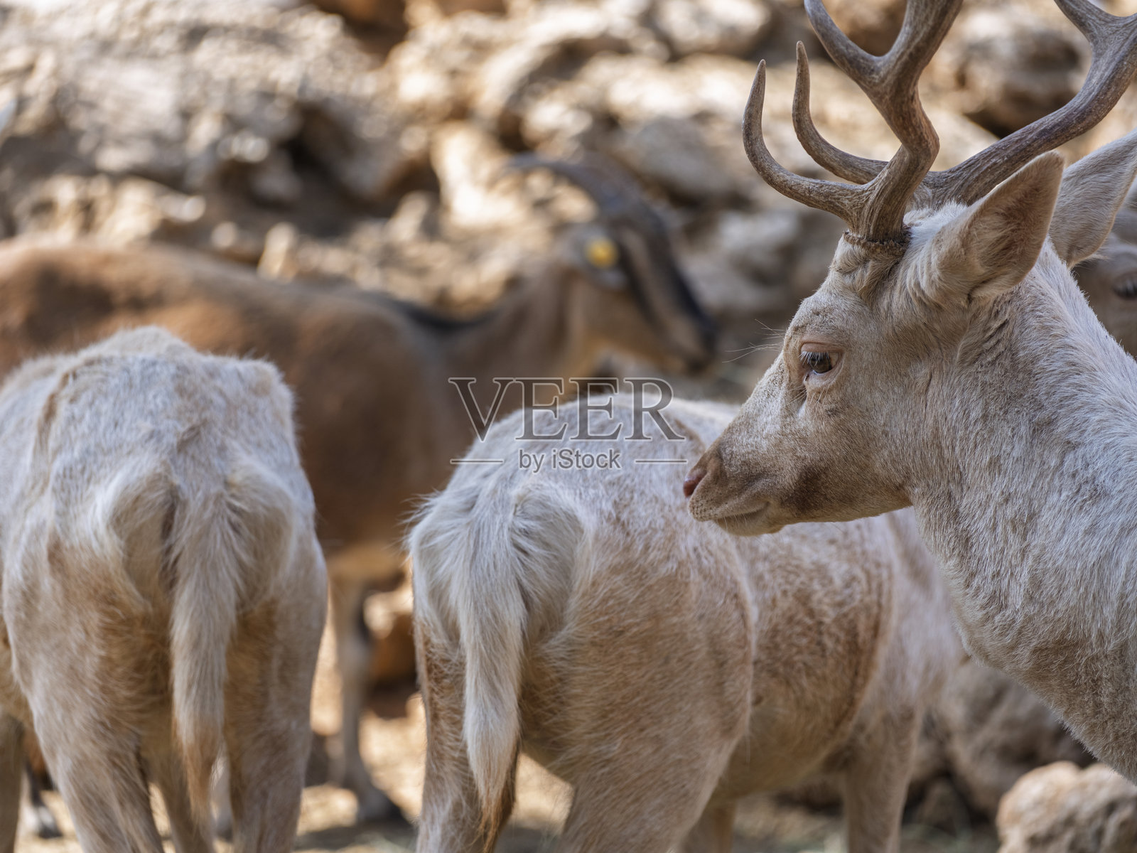 动物园里美丽的鹿照片摄影图片
