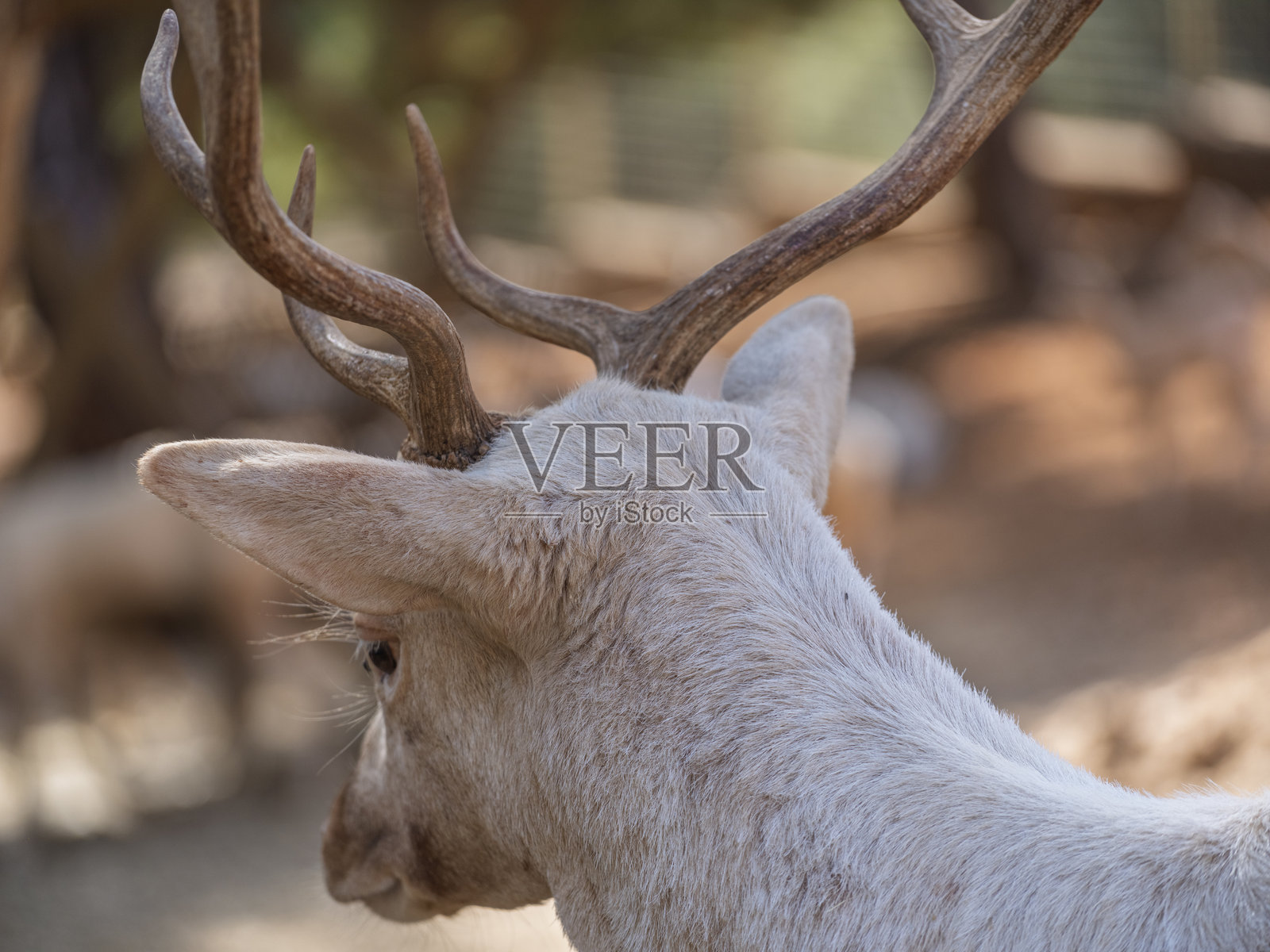 可爱的鹿在动物园里照片摄影图片