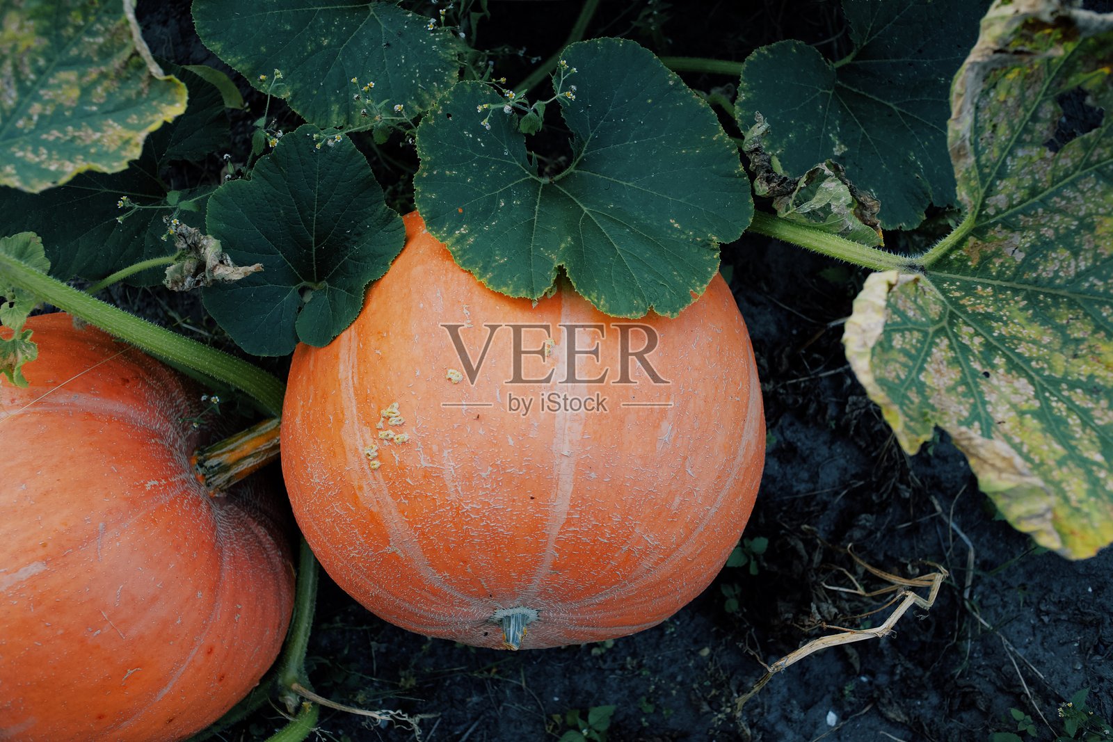 两个大橙色南瓜在郁郁葱葱的花园中生长照片摄影图片