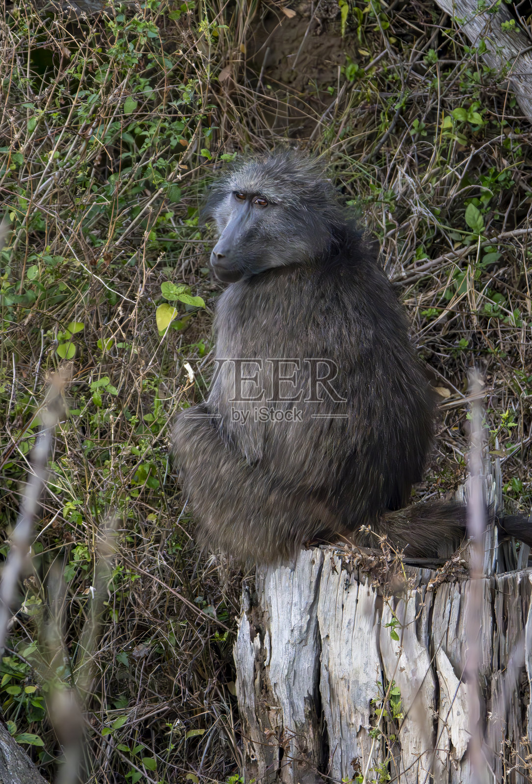 南非野生动物保护区中的狒狒。照片摄影图片