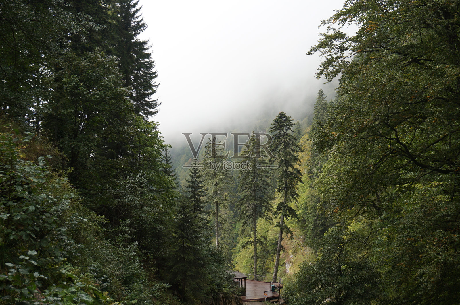 山区雾中的森林景观。门德利卡公园。照片摄影图片