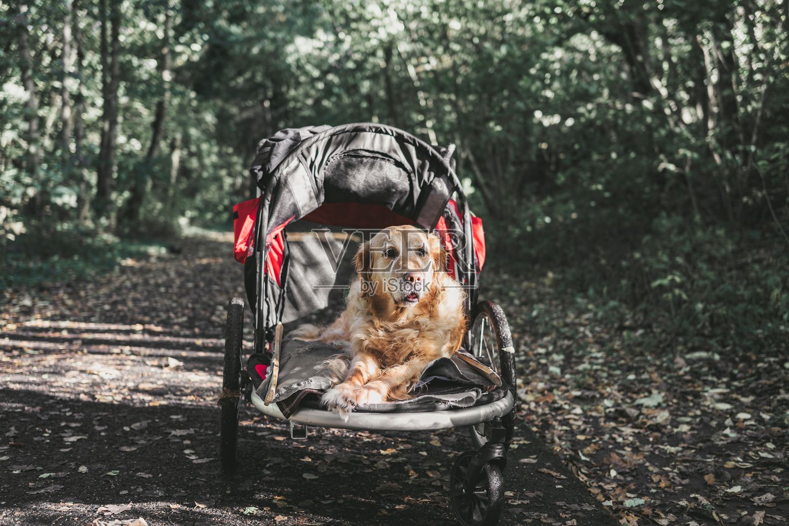 金毛寻回犬在婴儿车里照片摄影图片