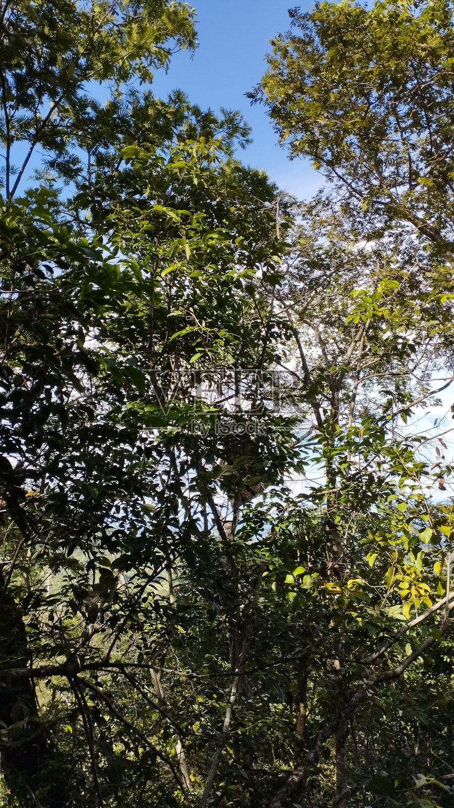 热带森林中的树冠，巴尔巴尔哈 - 巴西照片摄影图片