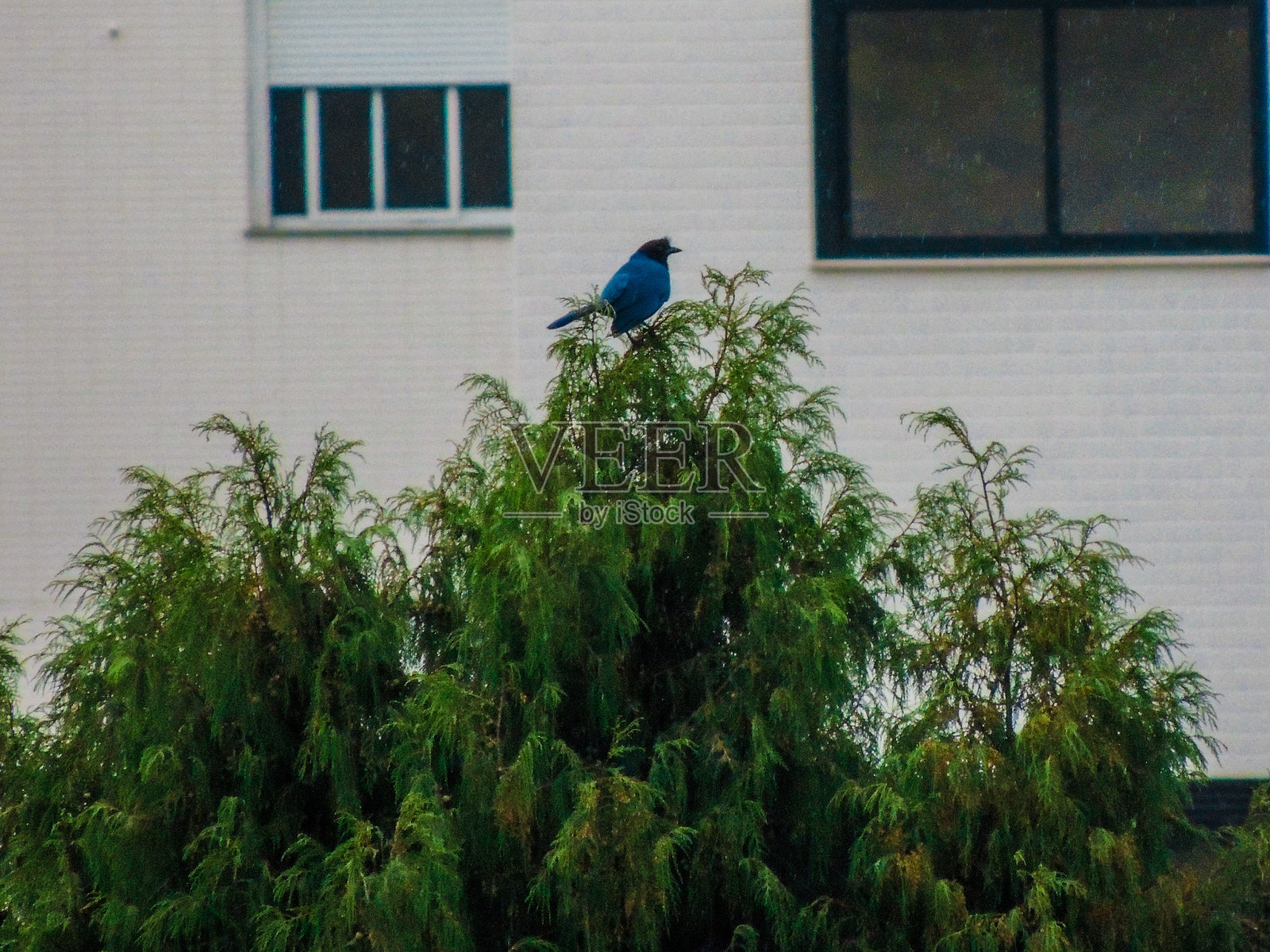 弗洛里亚诺波利斯，圣卡塔琳娜州照片摄影图片