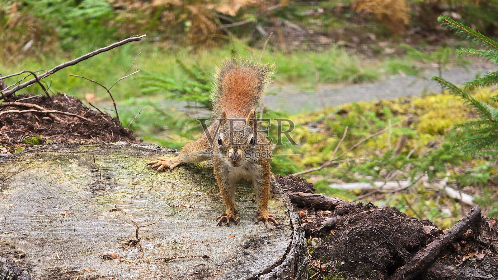 好奇的松鼠在郁郁葱葱的森林环境中的树桩上照片摄影图片