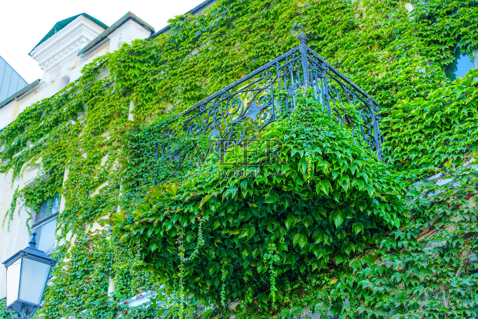 华丽的常春藤覆盖的墙壁与优雅的阳台照片摄影图片