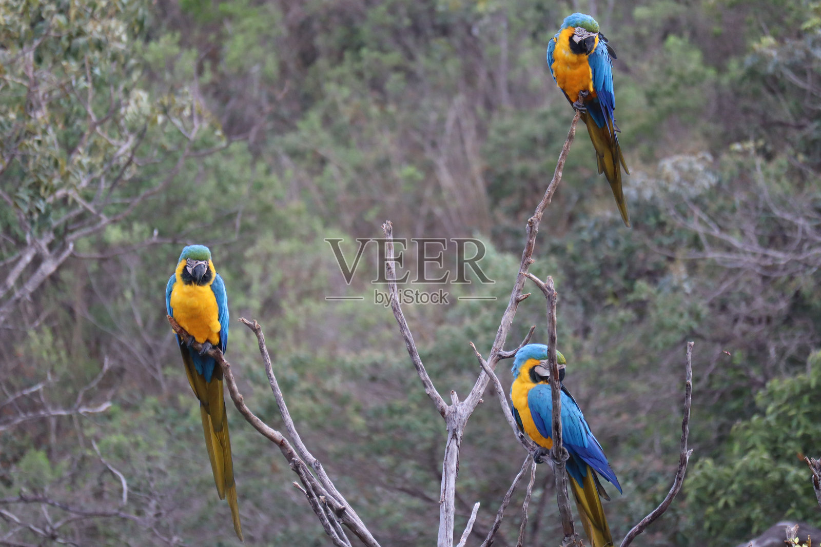 蓝色的大鹦鹉，紫蓝金刚鹦鹉，Anodorhynchus hyacinthinus，巴西戈亚斯的野生鸟类照片摄影图片