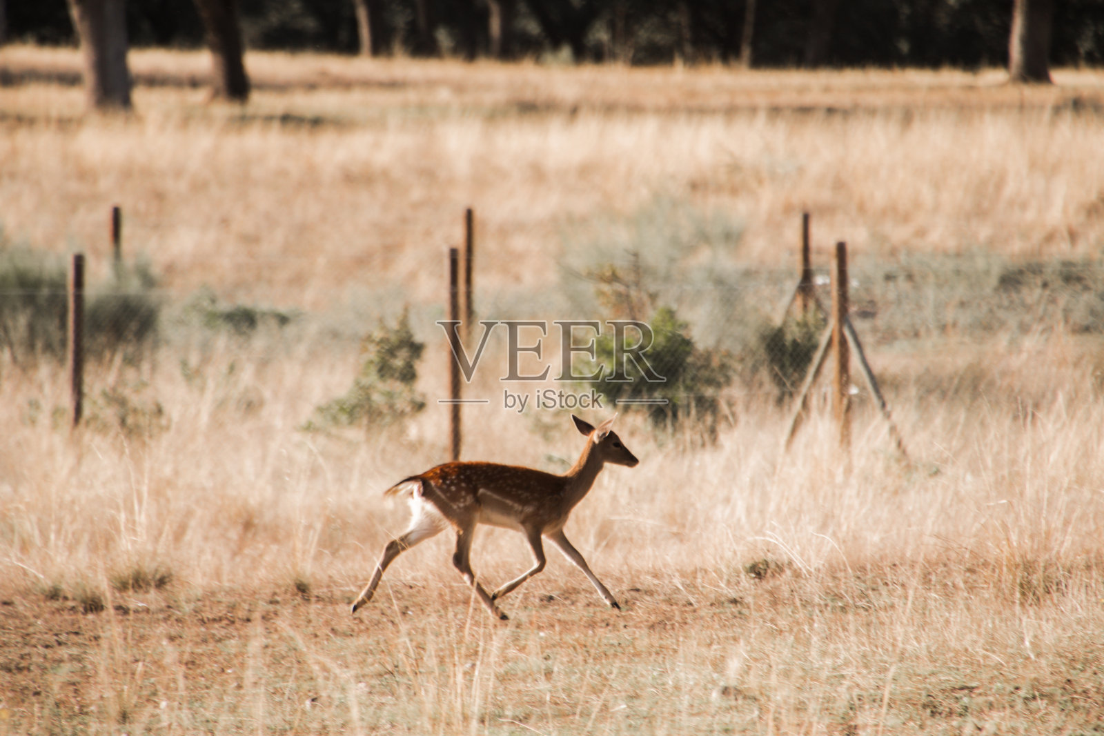 年轻的鹿在奔跑照片摄影图片