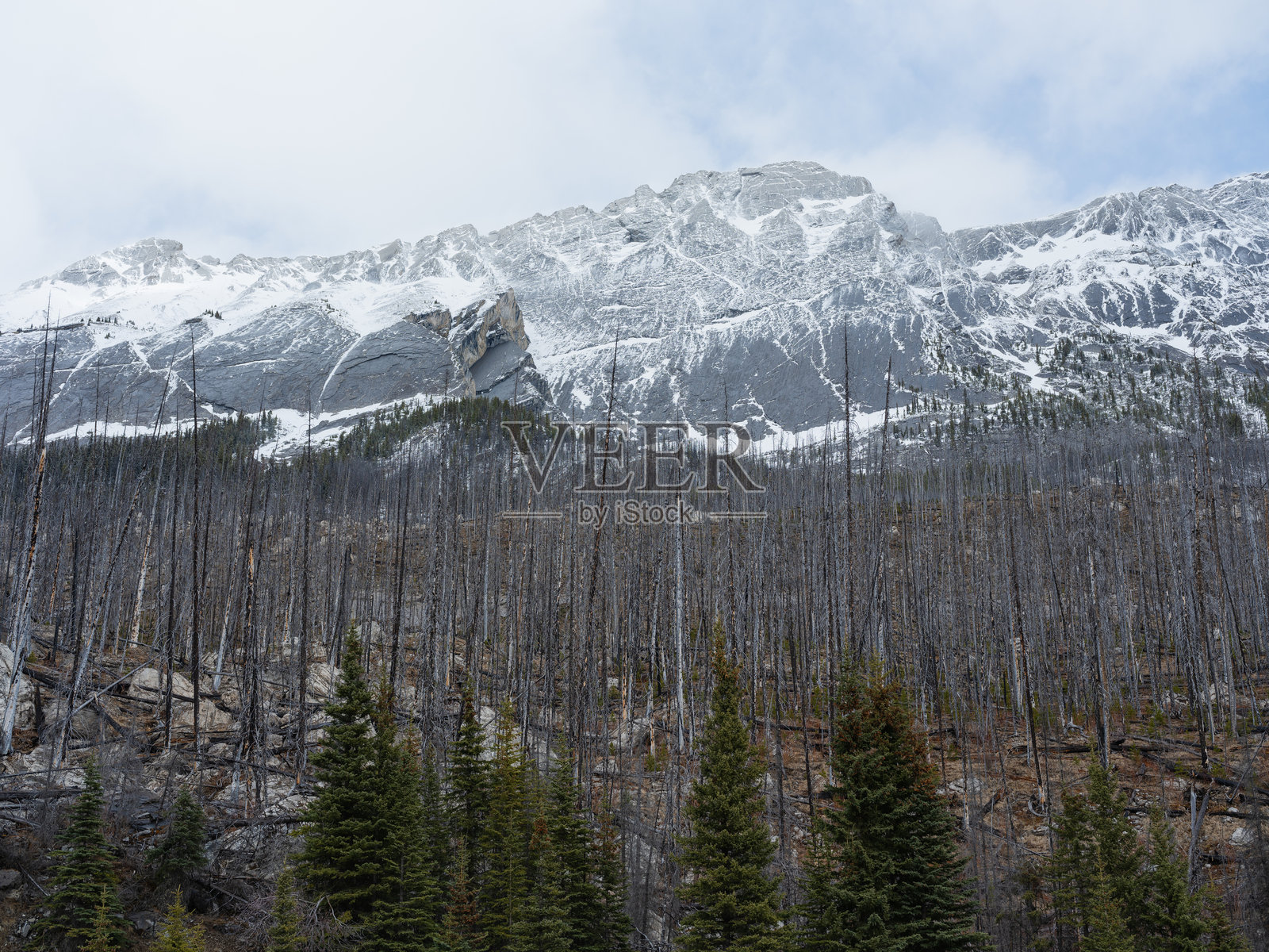 班夫国家公园春季恢复夏季野火后的景象照片摄影图片