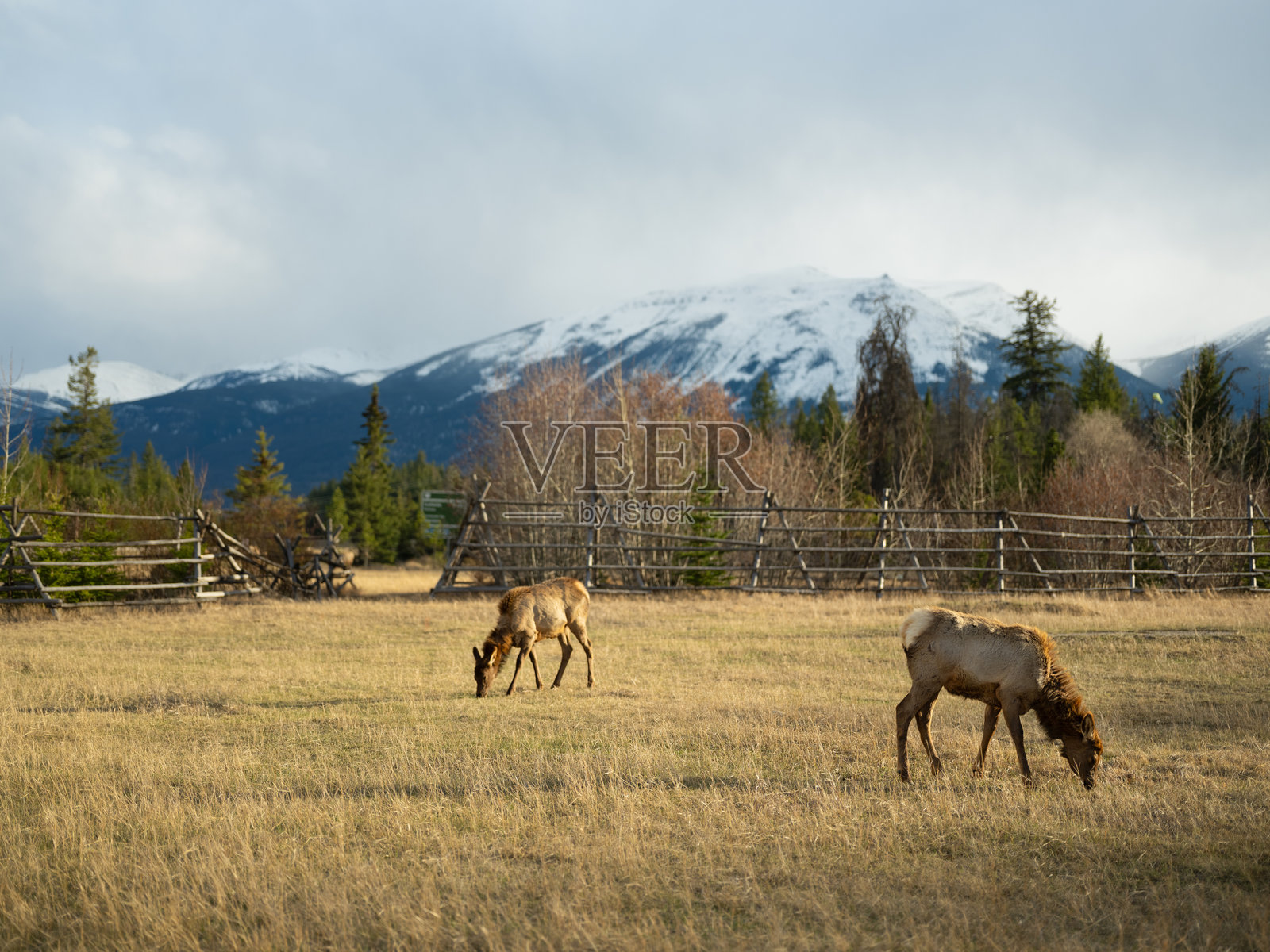 在公路旁可见的班夫草地上的美洲驼鹿照片摄影图片
