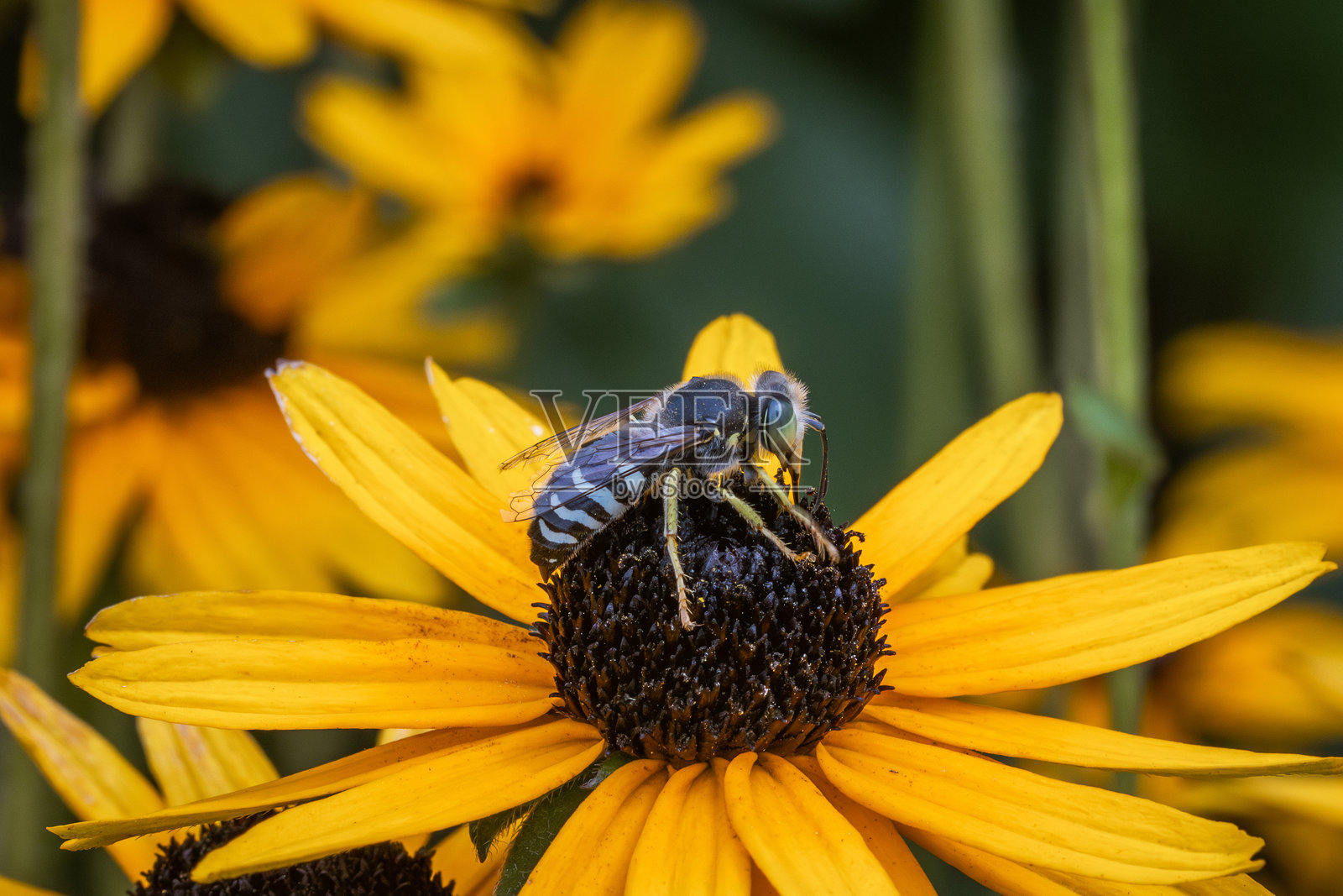 美洲沙蜂（Bembix americana），美洲沙蜂。照片摄影图片