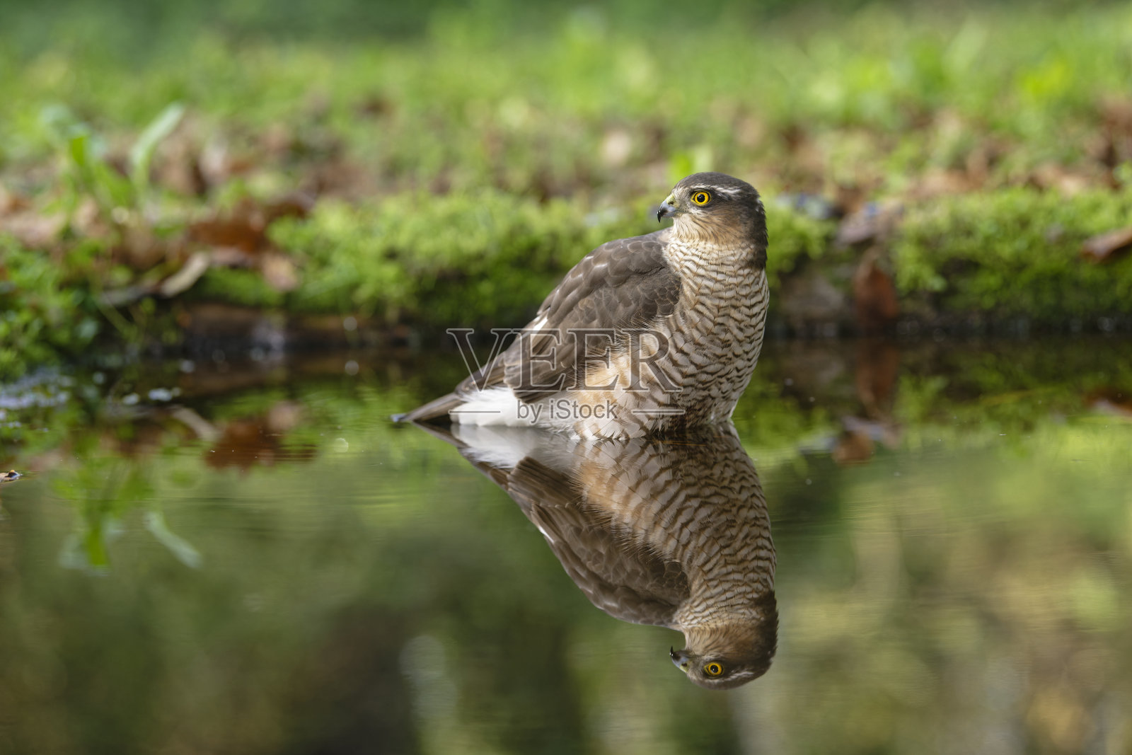 欧亚雀鹰在水中的倒影照片摄影图片