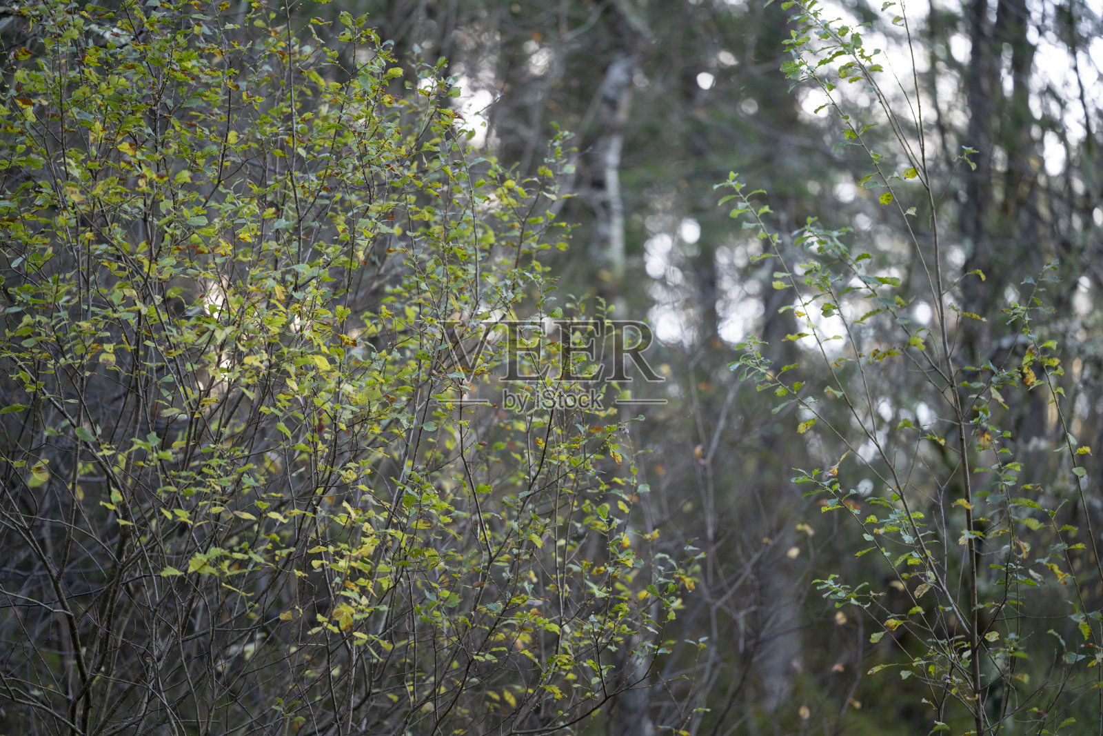 秋季北欧国家徒步小径的景色照片摄影图片